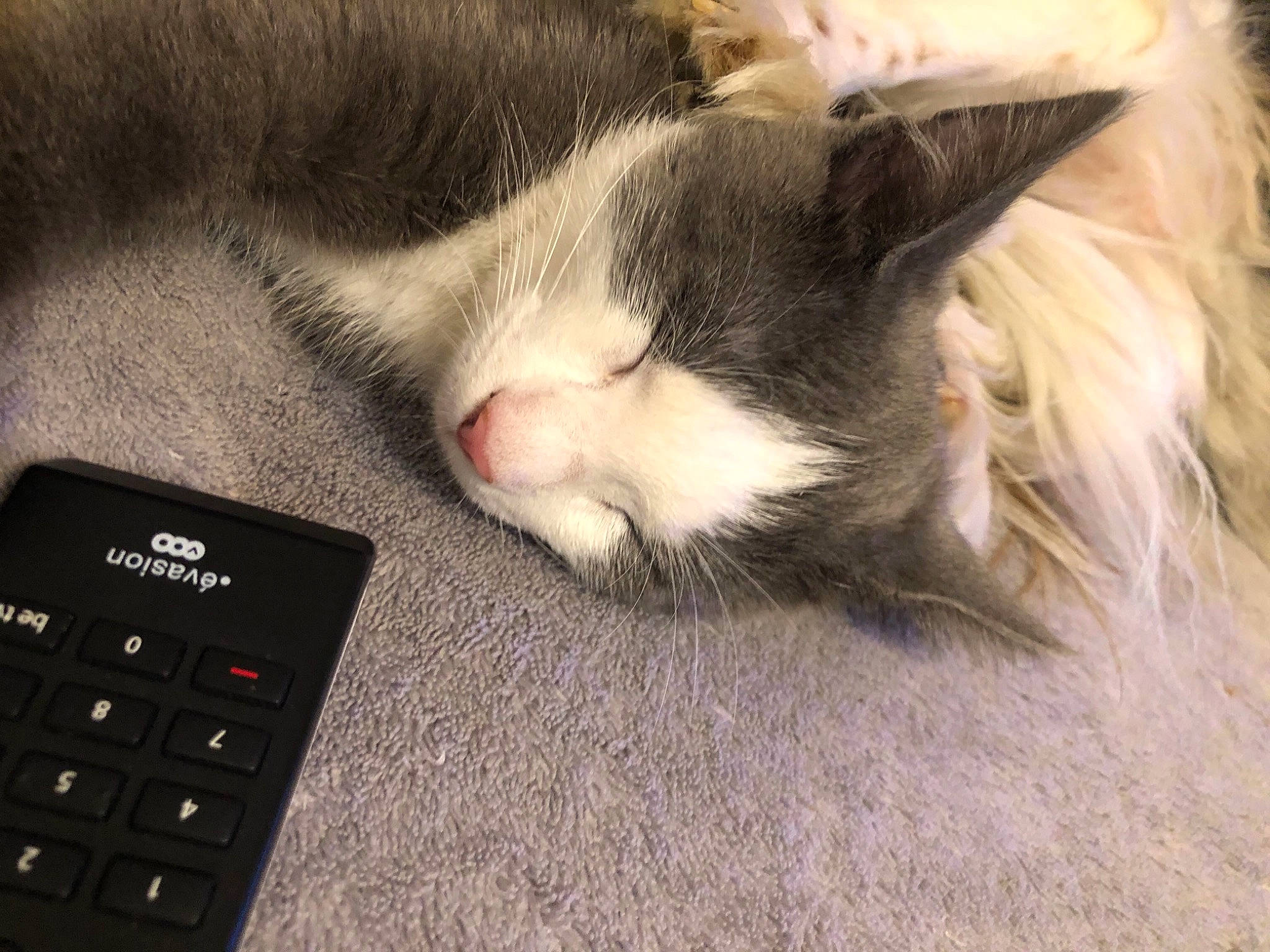 Winnie participe au concours pour gagner de l'argent avec cette photo : carnivore, cat, domestic_short_haired_cat, ear, electronic_device, european_shorthair, felidae, fur, kitten, nap, paw, polydactyl_cat, remote_control, small_to_medium_sized_cats, snout, technology, whiskers