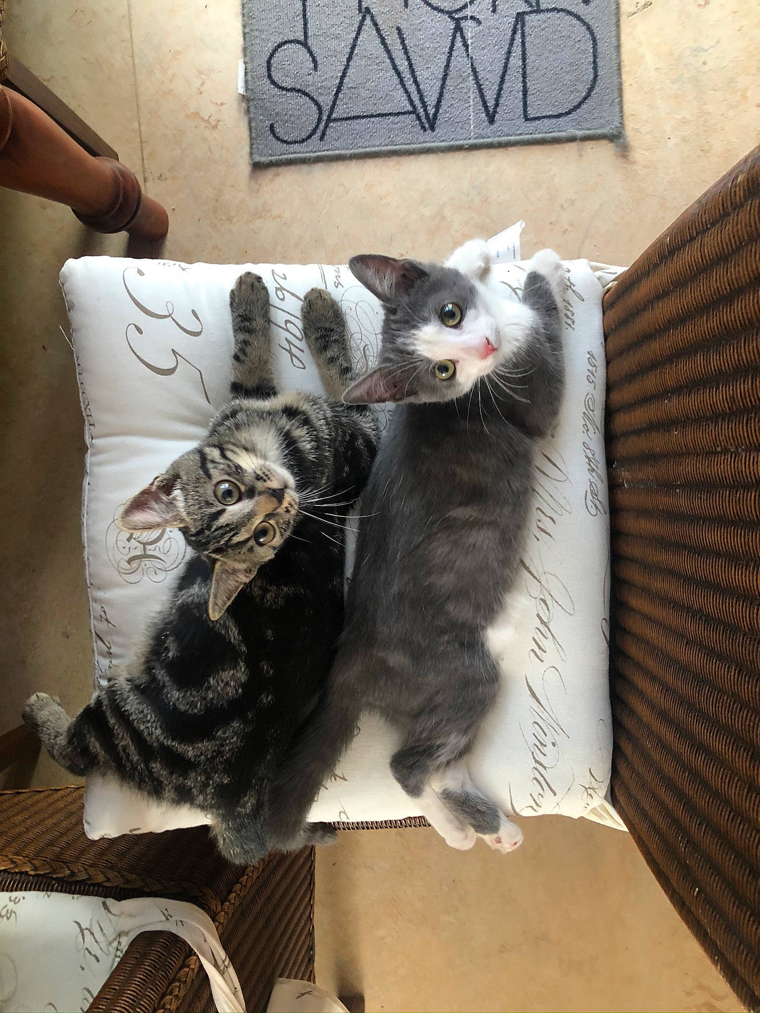 Winnie participe au concours pour gagner de l'argent avec cette photo : asian, carnivore, cat, domestic_short_haired_cat, european_shorthair, felidae, fur, small_to_medium_sized_cats, whiskers