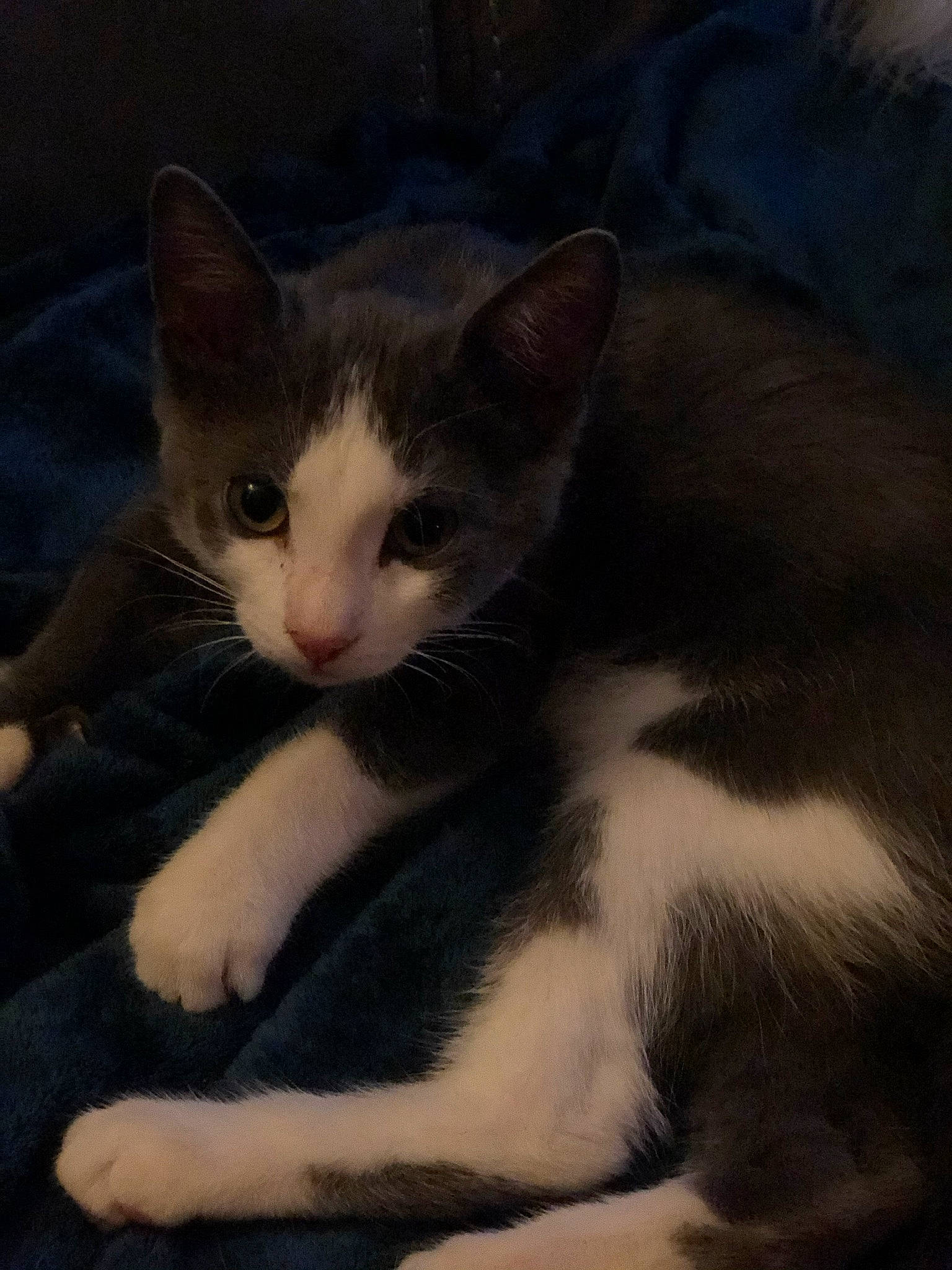 Winnie a rejoint le concours — aidez-le/la à gagner de superbes lots ! aegean_cat, american_wirehair, black_and_white, carnivore, cat, domestic_short_haired_cat, ear, eye, felidae, fur, kitten, mammal, nose, polydactyl_cat, sky, small_to_medium_sized_cats, snout, tail, whiskers