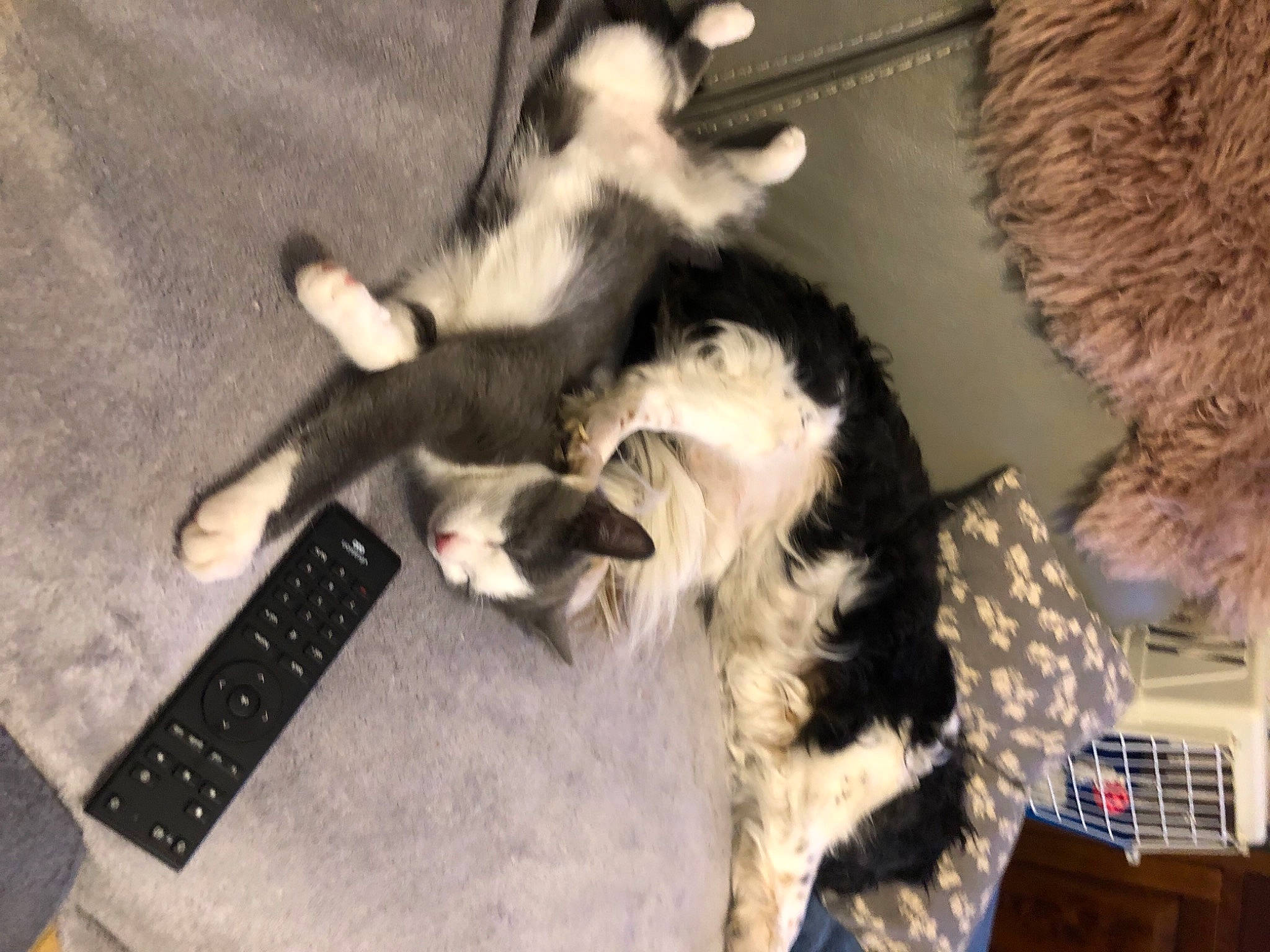 Winnie participe au concours pour gagner de l'argent avec cette photo : border_collie, canidae, carnivore, cat, dog, dog_breed, felidae, fur, mammal, sporting_group, tail, vertebrate