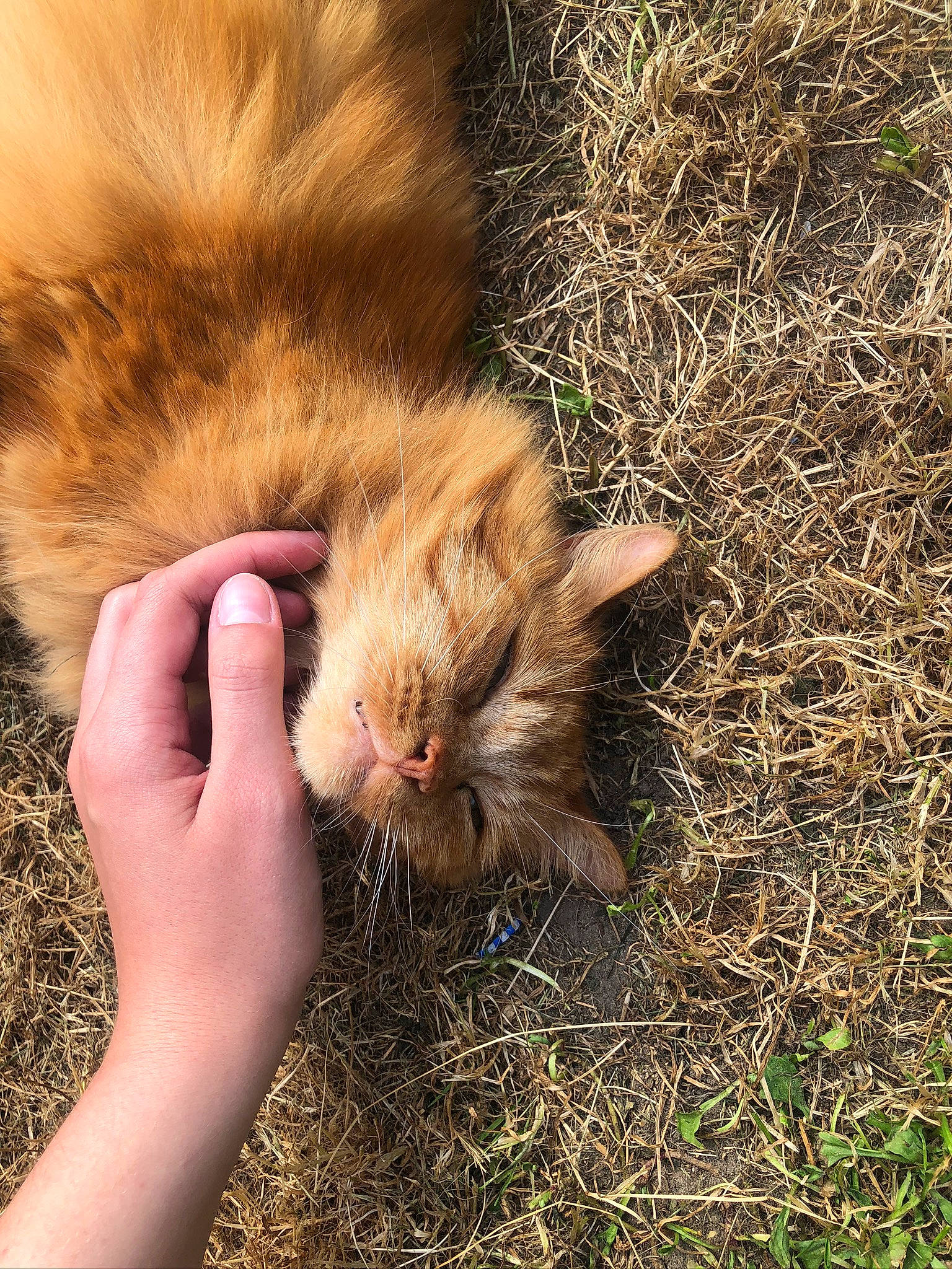 Reda a rejoint le concours — aidez-le/la à gagner de superbes lots ! carnivore, cat, fawn, felidae, fur, grass, organism, plant, straw, whiskers