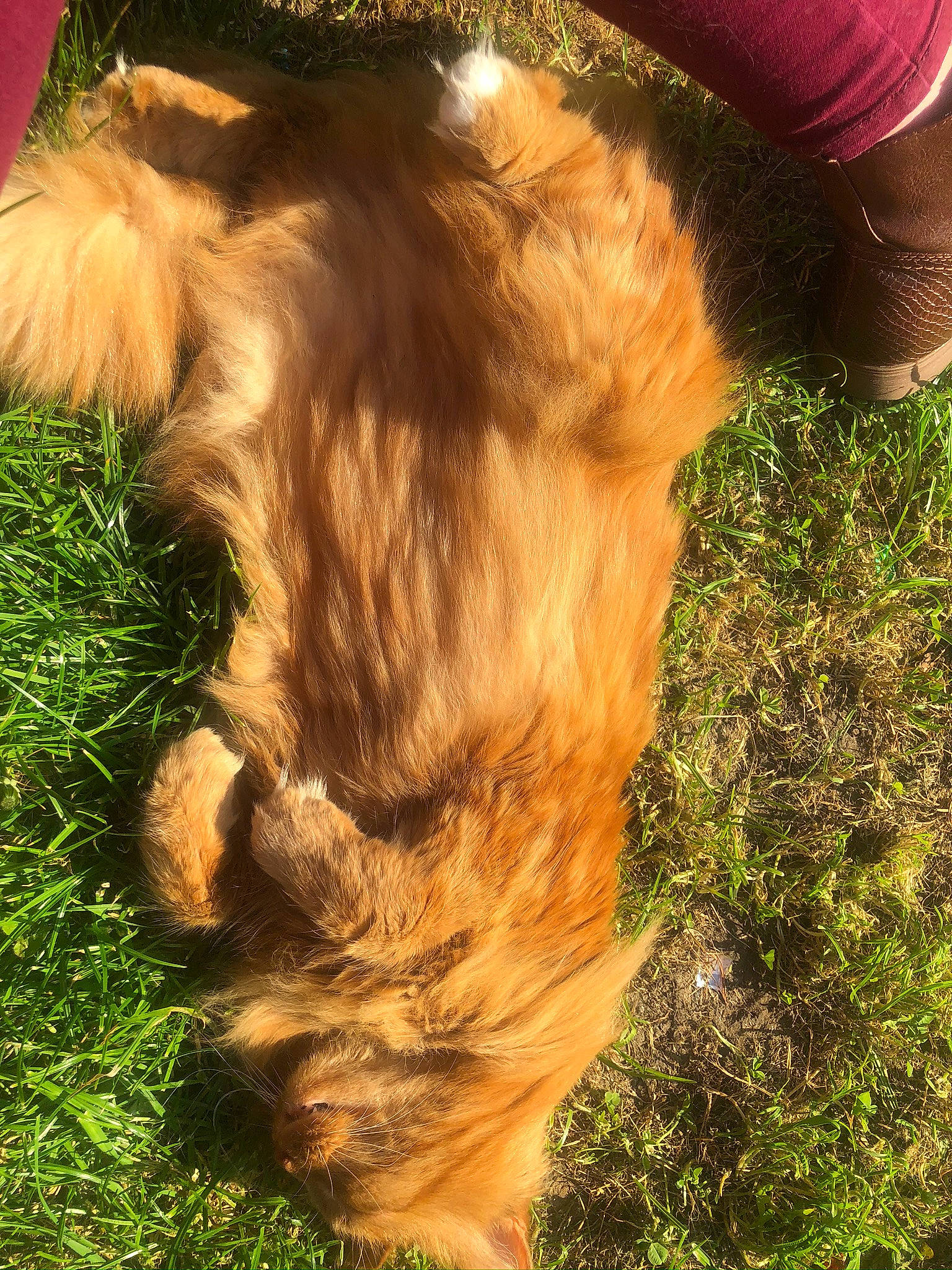 Reda a rejoint le concours — aidez-le/la à gagner de superbes lots ! canidae, carnivore, companion_dog, dog, dog_breed, fawn, fur, grass, hair, long_hair, sporting_group, tail, terrier