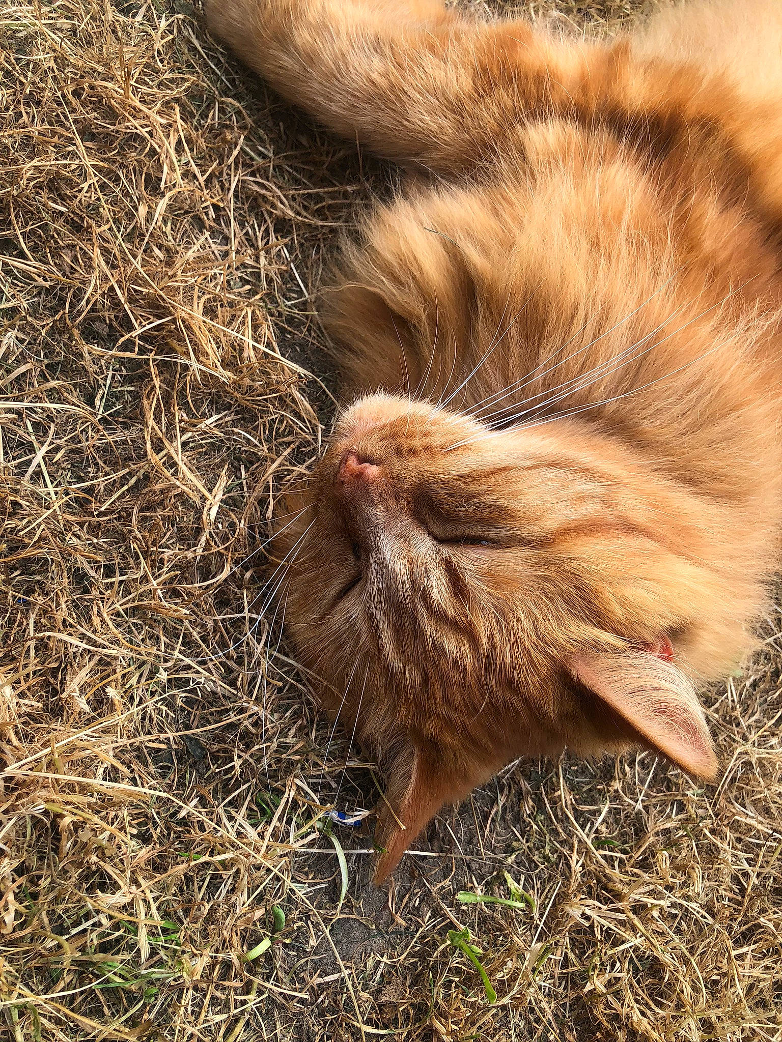 Reda a rejoint le concours — aidez-le/la à gagner de superbes lots ! carnivore, cat, fawn, felidae, fur, grass, plant, small_to_medium_sized_cats, tabby_cat, tail, whiskers, wild_cat, wildlife