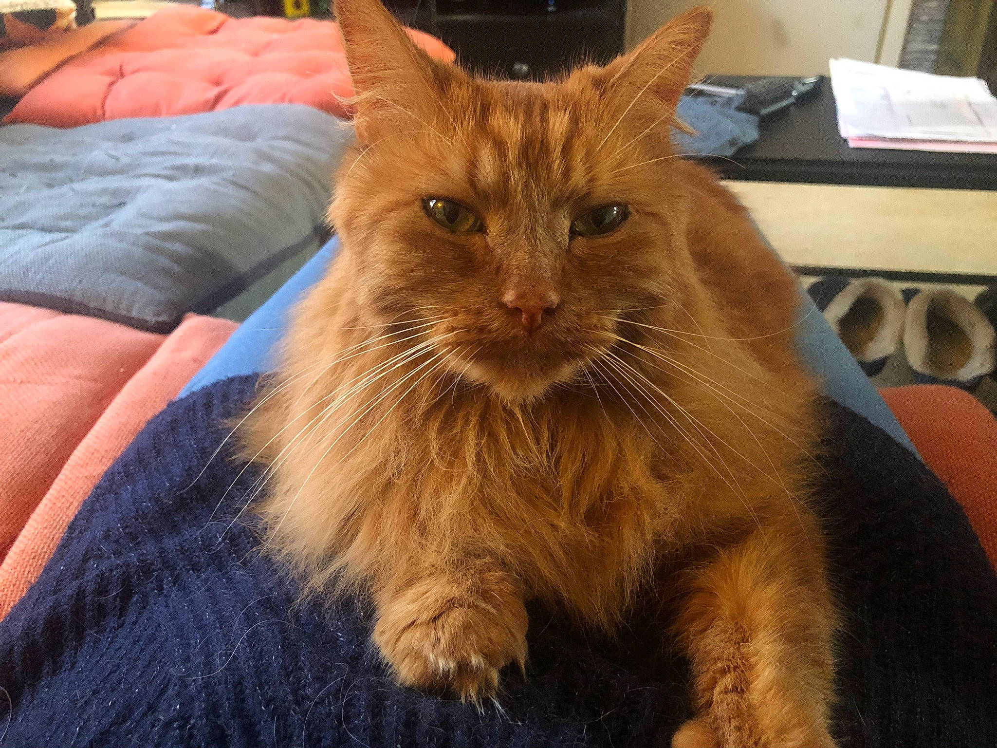 Reda participe au concours pour gagner de l'argent avec cette photo : asian, carnivore, cat, cymric, domestic_long_haired_cat, domestic_short_haired_cat, european_shorthair, eye, fawn, felidae, fur, kitten, maine_coon, mammal, small_to_medium_sized_cats, snout, somali, tabby_cat, vertebrate, whiskers