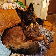 Ulys participe au concours pour gagner de l'argent avec cette photo : dog, german_shepherd, bow_tie, couch, blanket, pillow, indoor, pet, fur, tail, ears, home, living_room, leather_couch, patterned_blanket, brown, black, relaxed, animal, companion