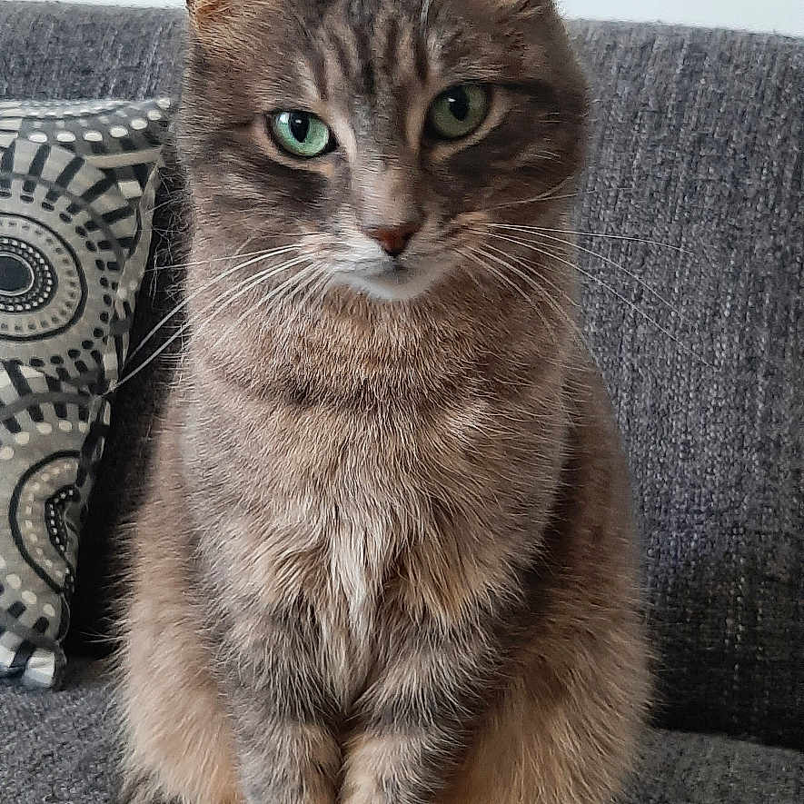 Katrina participe au concours pour gagner de l'argent avec cette photo : animal, cat, couch, cozy, cute, domestic_cat, feline, fur, gray_couch, green_eyes, home, indoor, looking_at_camera, pet, pillow, portrait, sitting, tabby_cat, tail, whiskers