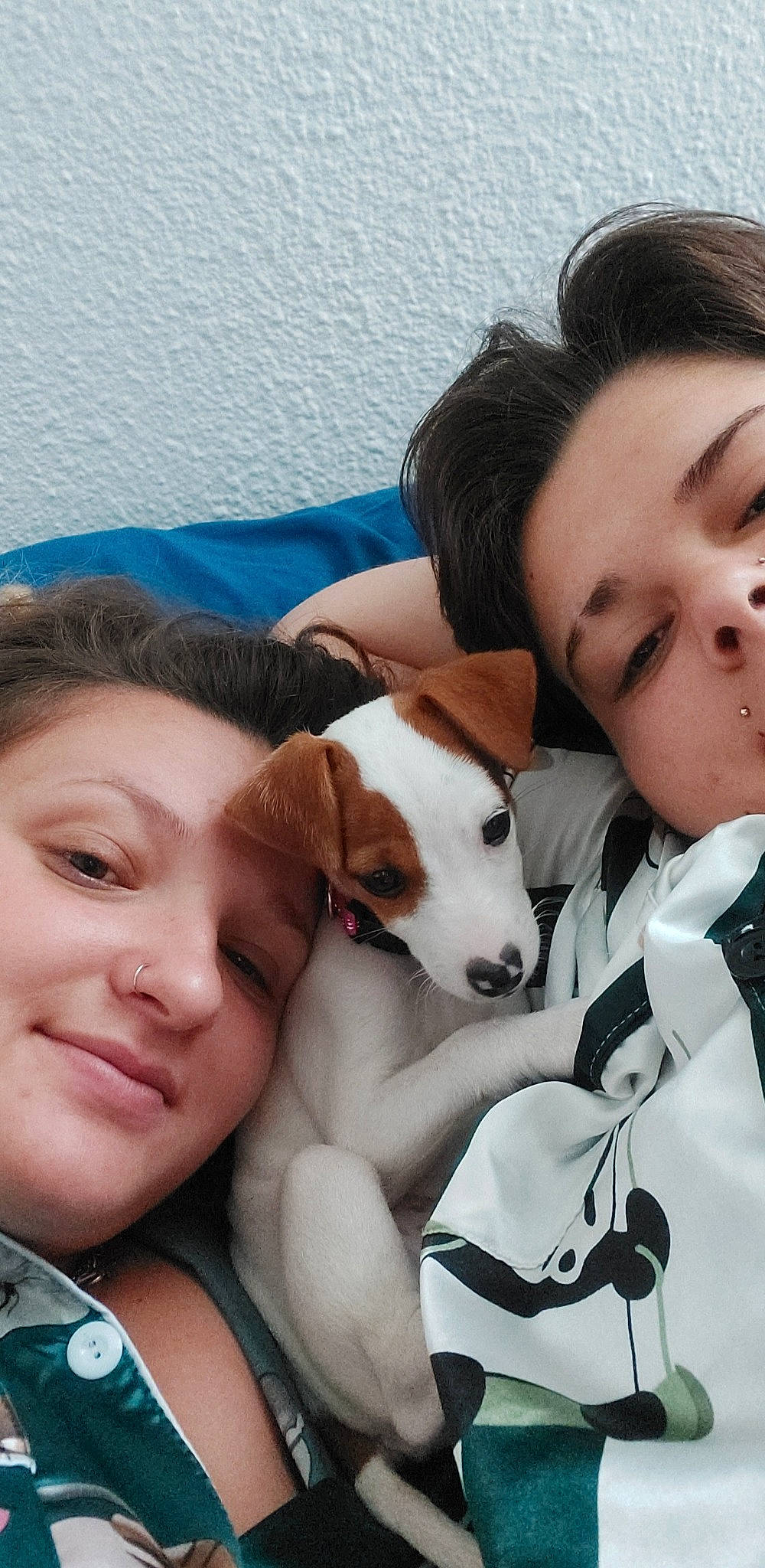 Saturne participe au concours pour gagner de l'argent avec cette photo : carnivore, comfort, companion_dog, dog, dog_breed, ear, eyebrow, eyelash, eyewear, fawn, gesture, happy, jaw, long_hair, neck, nose, skin, smile, snout, tie