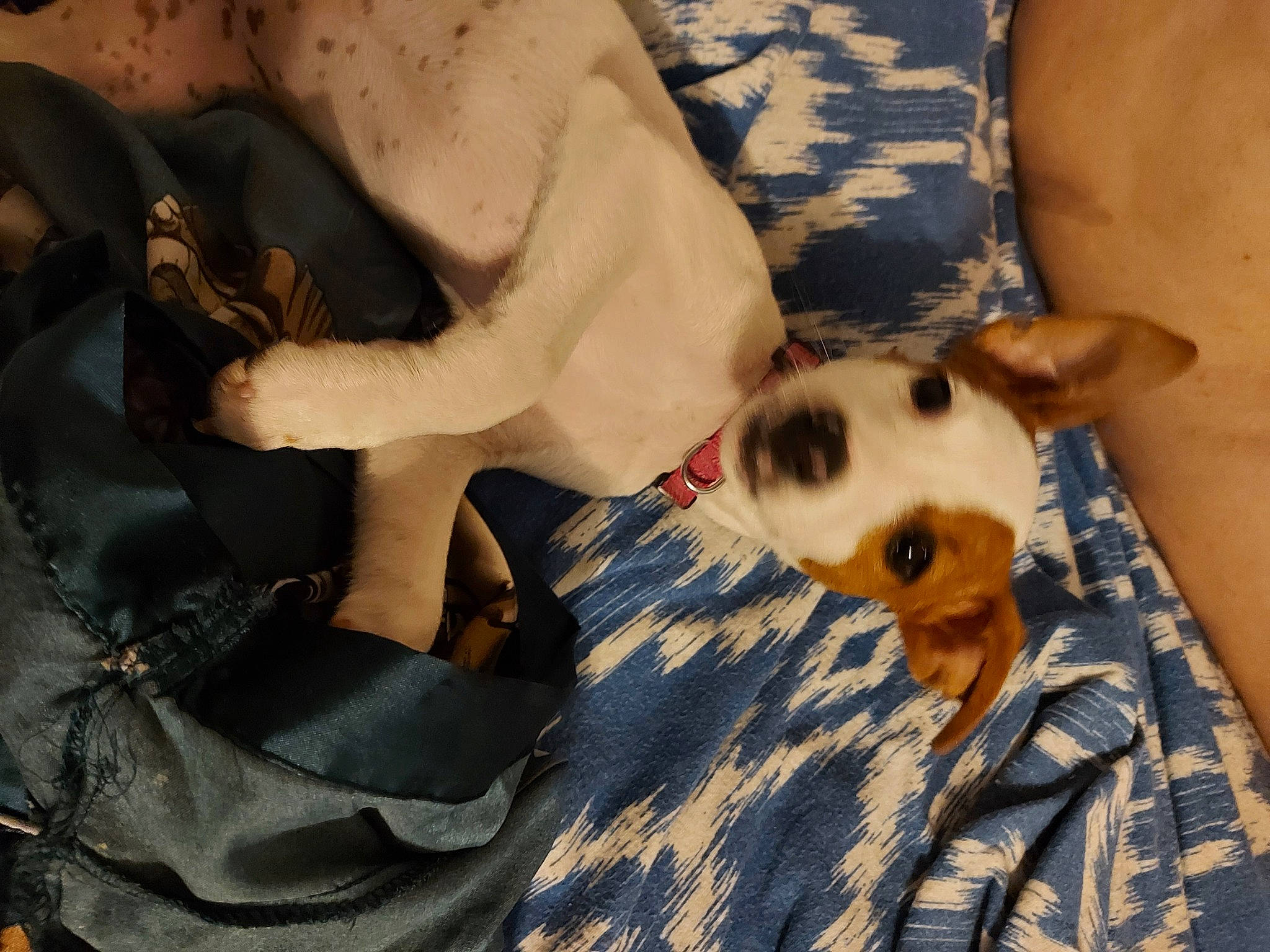 Saturne participe au concours pour gagner de l'argent avec cette photo : barefoot, canidae, carnivore, comfort, companion_dog, dog, dog_breed, fawn, foot, fur, human_leg, nap, non_sporting_group, paw, sporting_group, tail, toy_dog, whiskers