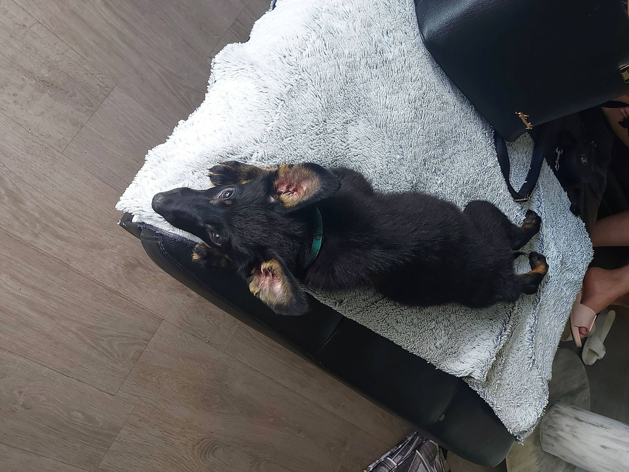 Sanka a rejoint le concours — aidez-le/la à gagner de superbes lots ! canidae, carnivore, comfort, companion_dog, dog, dog_breed, fawn, felidae, flooring, fur, grey, hardwood, human_leg, paw, small_to_medium_sized_cats, snout, sporting_group, tail, whiskers, wood