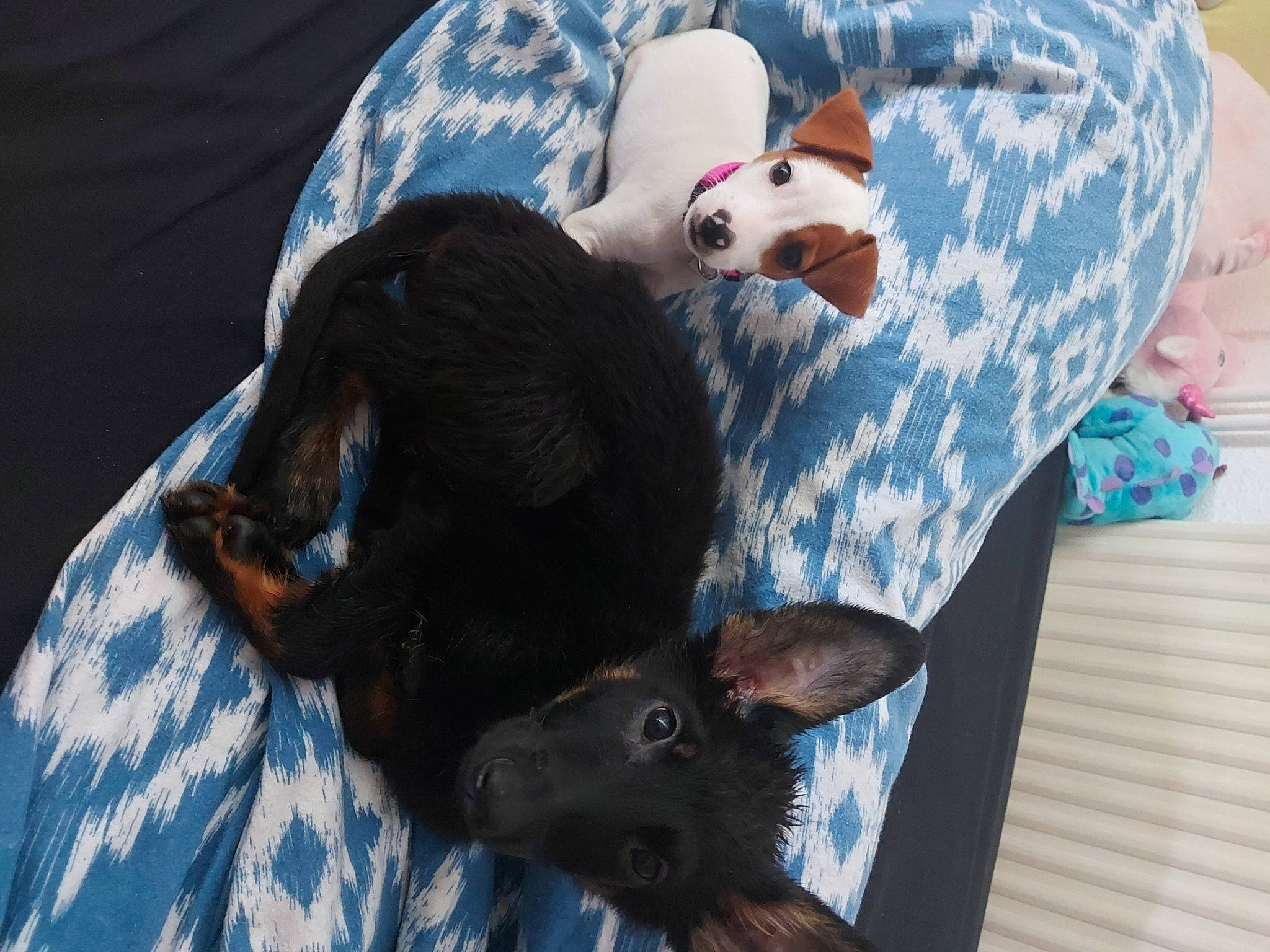 Sanka a rejoint le concours — aidez-le/la à gagner de superbes lots ! cap, carnivore, comfort, companion_dog, dog, dog_breed, fawn, felidae, fur, grey, hat, linens, pattern, sleeve, small_to_medium_sized_cats, sun_hat, tartan, toy, tree, whiskers