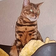 Rachel Otto a rejoint le concours — aidez-le/la à gagner de superbes lots ! cat, feline, pet, striped, tabby, animal, indoor, bed, blanket, fur, looking_away, ears, whiskers, domestic, resting, cozy, soft, furniture, side_view, mammal