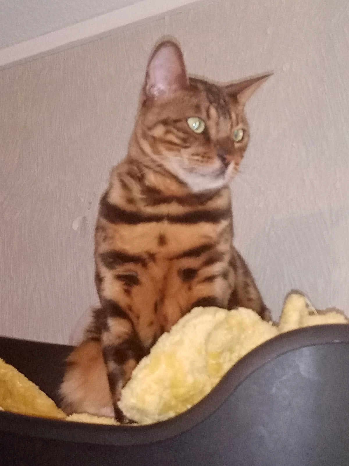 Rachel Otto a rejoint le concours — aidez-le/la à gagner de superbes lots ! cat, feline, pet, striped, tabby, animal, indoor, bed, blanket, fur, looking_away, ears, whiskers, domestic, resting, cozy, soft, furniture, side_view, mammal