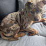 Yoko a rejoint le concours — aidez-le/la à gagner de superbes lots ! animal, brown, canine, comfort, couch, cozy, dog, ears, face, fur_pattern, home, indoor, looking, paw, pet, relaxed, resting, seated, spotted, tail
