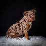 Yoko a rejoint le concours — aidez-le/la à gagner de superbes lots ! animal, black_background, canine, cute, dog, domestic_animal, ears, eyes, fluffy_rug, fur, indoor, mammal, merle_coat, pet, portrait, sitting, snout, studio, whiskers, young_dog