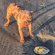 Yoko a rejoint le concours — aidez-le/la à gagner de superbes lots ! animal, beach, canine, daylight, dog, ground, licking, mottled_coat, nature, outdoor, paw_prints, pet, playful, sand, seaweed, shadow, shell, summer, sunlight, tongue