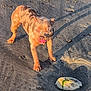 animal, beach, canine, daylight, dog, ground, licking, mottled_coat, nature, outdoor, paw_prints, pet, playful, sand, seaweed, shadow, shell, summer, sunlight, tongue
