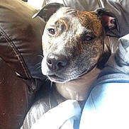 Boris joined the competition — help win amazing prizes!