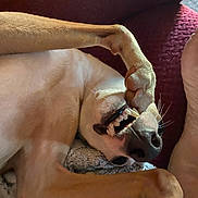 Henry joined the competition — help win amazing prizes! dog, playful, teeth, paw, nose, blanket, couch, pet, lying_down, close_up, mouth, fur, canine, relaxed, indoor, animal, cute, whiskers, funny, sleepy