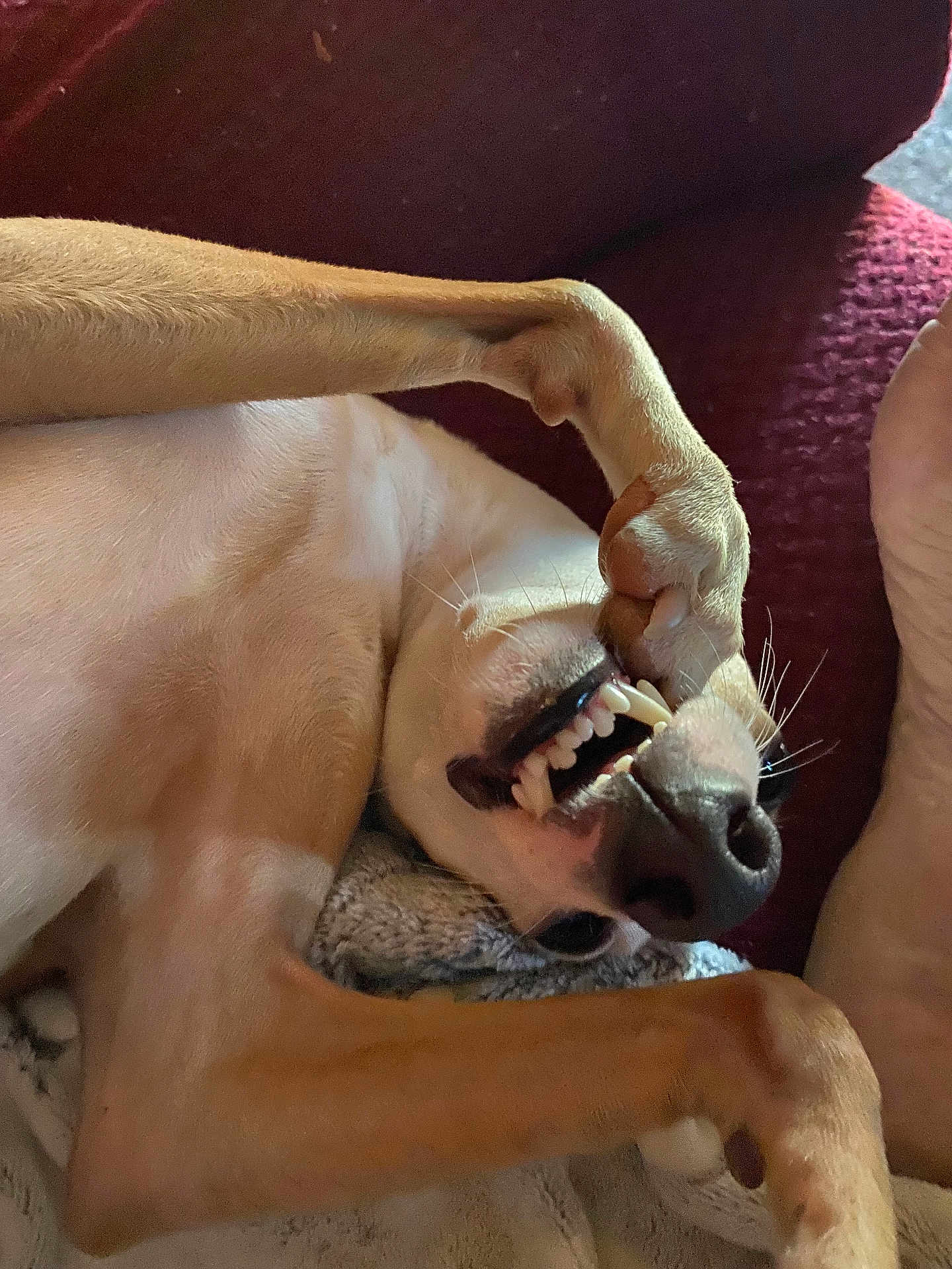 Henry joined the competition — help win amazing prizes! dog, playful, teeth, paw, nose, blanket, couch, pet, lying_down, close_up, mouth, fur, canine, relaxed, indoor, animal, cute, whiskers, funny, sleepy
