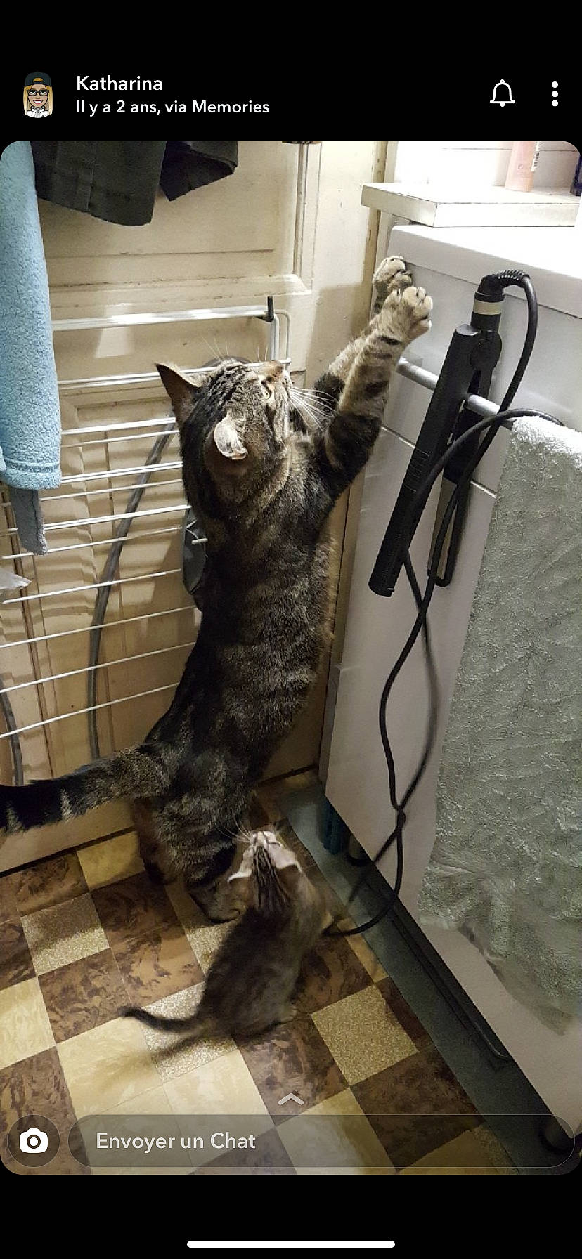 Max a rejoint le concours — aidez-le/la à gagner de superbes lots ! american_shorthair, asian, bengal, carnivore, cat, domestic_short_haired_cat, dragon_li, egyptian_mau, european_shorthair, felidae, kitten, ocicat, savannah, small_to_medium_sized_cats, snout, sokoke, tabby_cat, tail, whiskers, wood