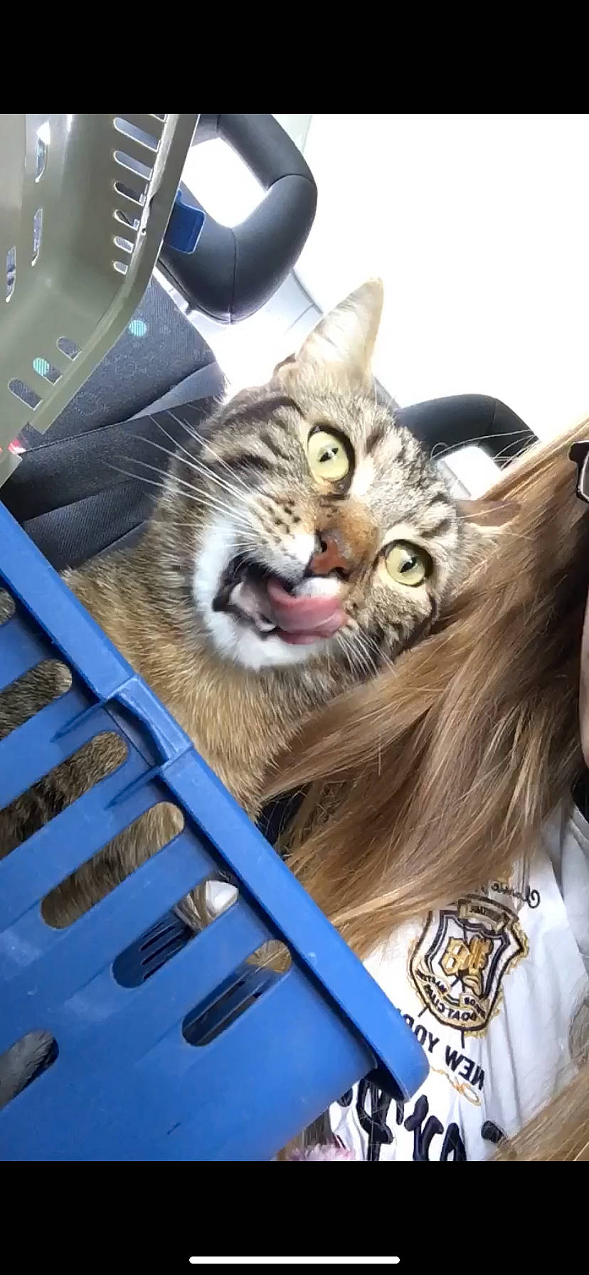 Max participe au concours pour gagner de l'argent avec cette photo : aegean_cat, american_shorthair, asian, california_spangled, carnivore, cat, domestic_short_haired_cat, dragon_li, european_shorthair, felidae, kitten, pixie_bob, small_to_medium_sized_cats, snout, tabby_cat, toyger, whiskers, wild_cat