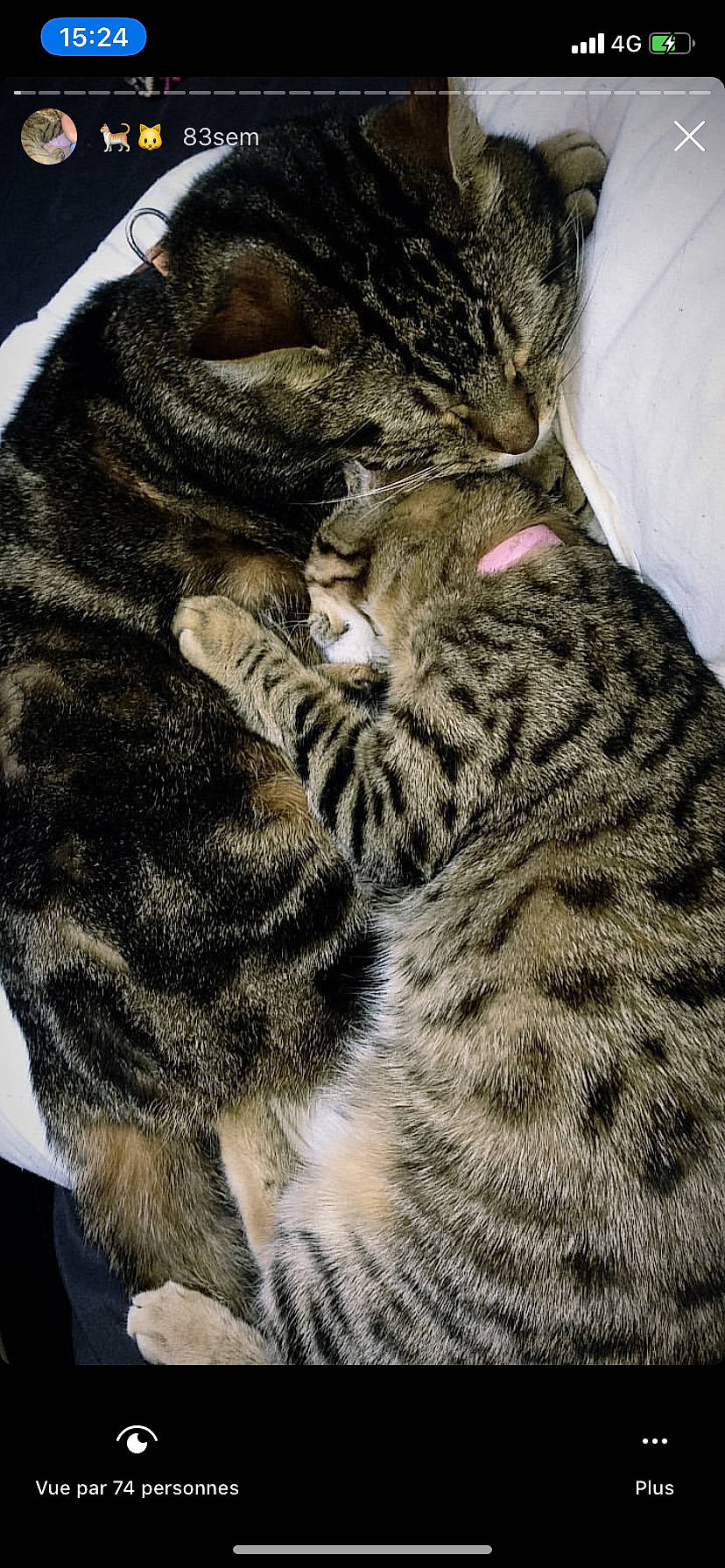 Max a rejoint le concours — aidez-le/la à gagner de superbes lots ! american_shorthair, asian, bengal, california_spangled, carnivore, cat, domestic_short_haired_cat, dragon_li, egyptian_mau, european_shorthair, felidae, fur, mammal, ocicat, pixie_bob, small_to_medium_sized_cats, snout, tabby_cat, vertebrate, whiskers