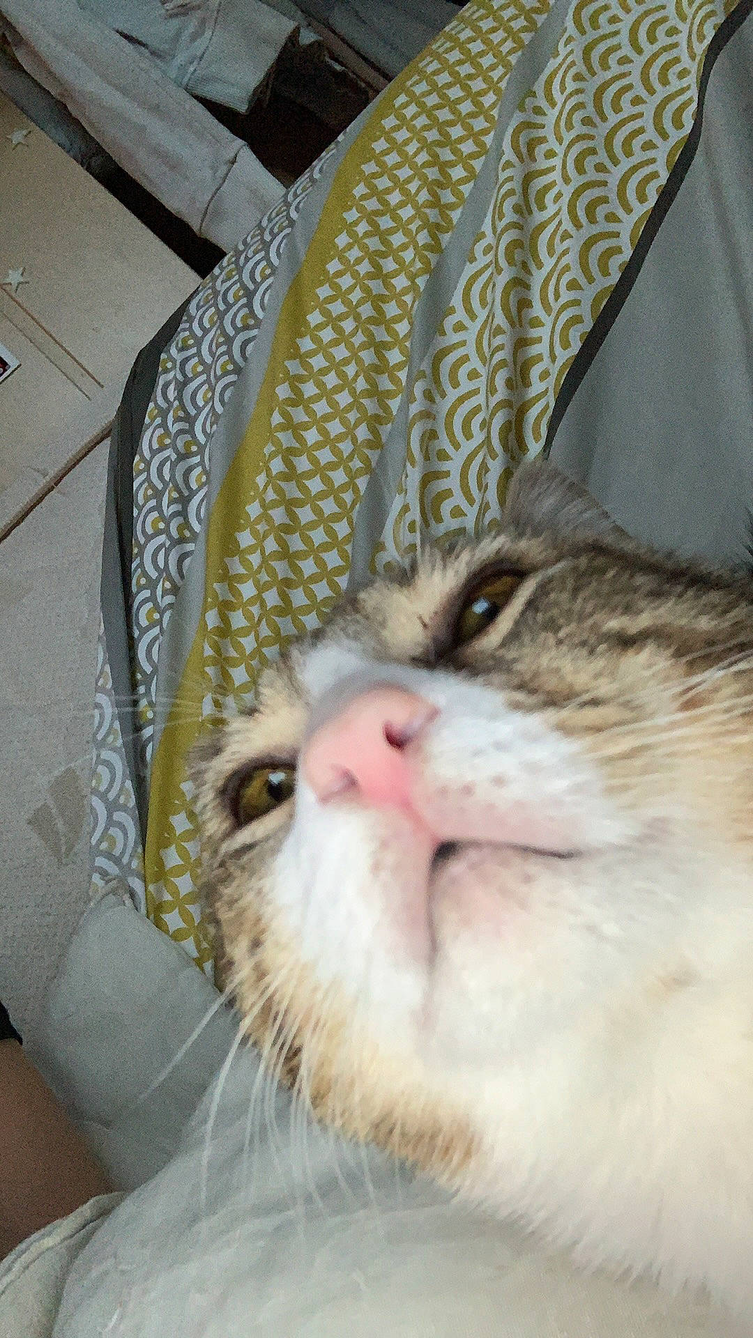 Simba participe au concours pour gagner de l'argent avec cette photo : aegean_cat, american_shorthair, asian, carnivore, cat, domestic_short_haired_cat, ear, european_shorthair, eye, fawn, felidae, kitten, munchkin, small_to_medium_sized_cats, snout, tabby_cat, whiskers