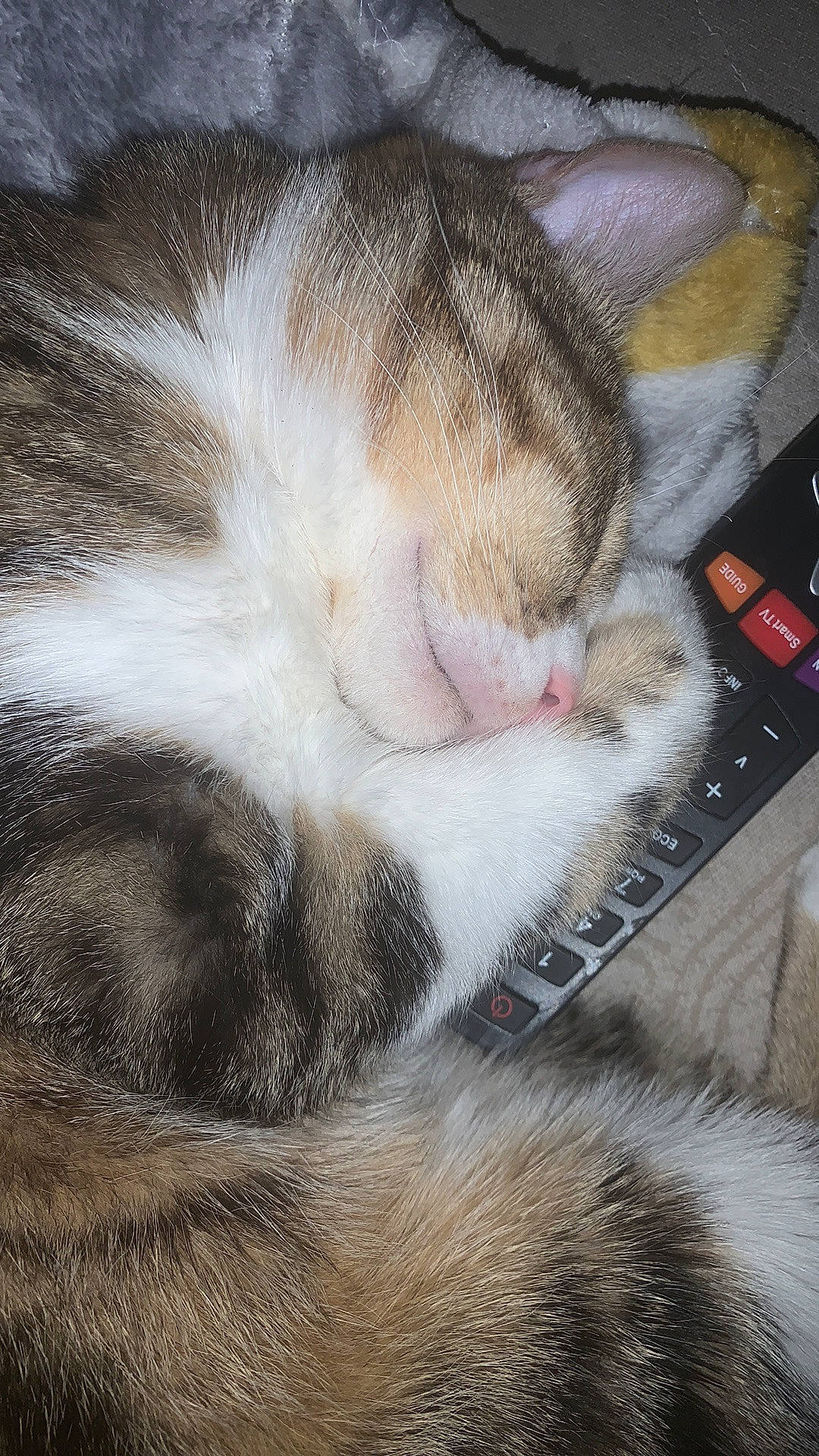 Simba a rejoint le concours — aidez-le/la à gagner de superbes lots ! aegean_cat, carnivore, cat, close_up, domestic_short_haired_cat, ear, european_shorthair, eye, fawn, felidae, fur, kitten, nap, paw, polydactyl_cat, sleep, small_to_medium_sized_cats, snout, tabby_cat, whiskers