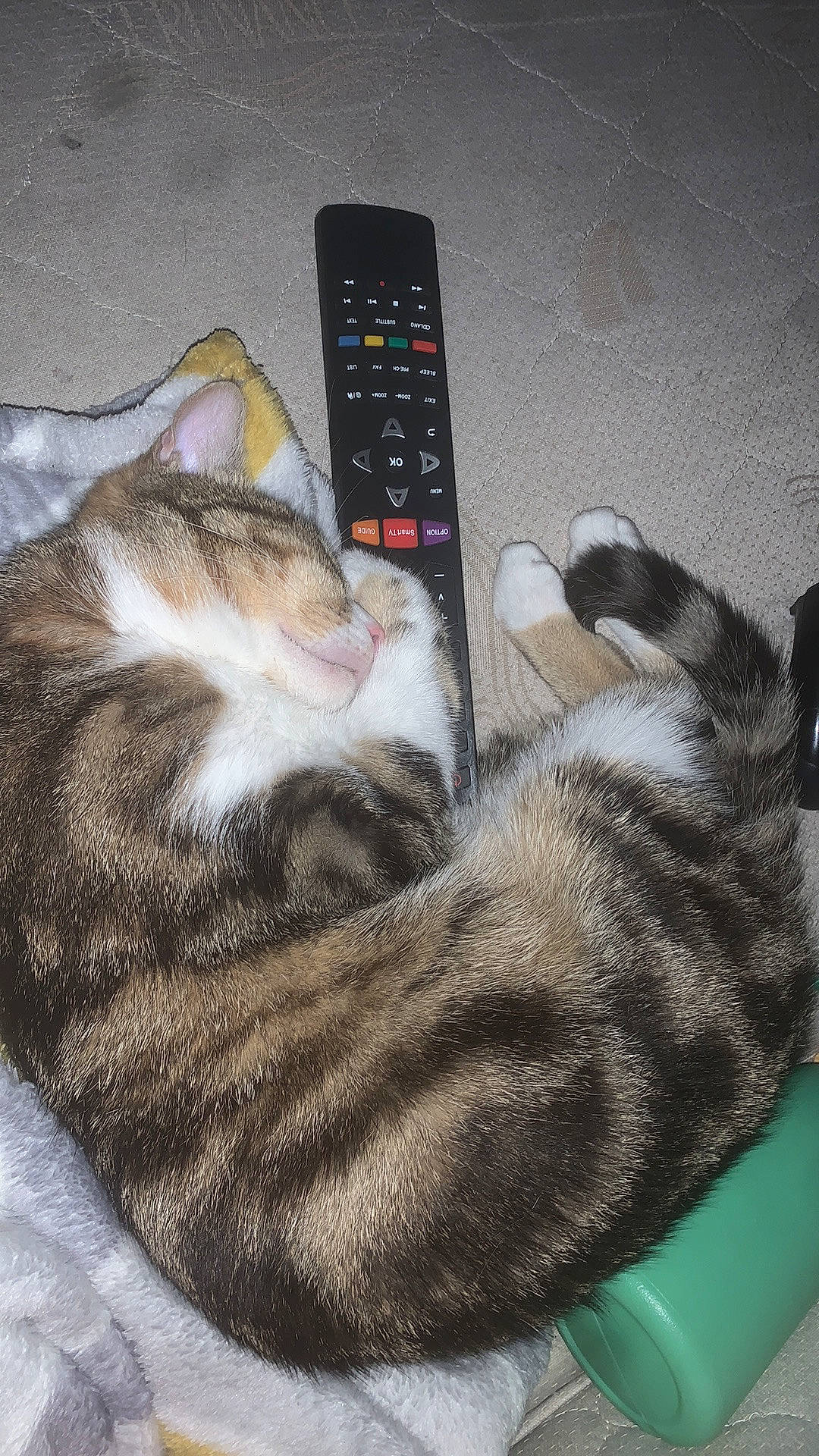 Simba a rejoint le concours — aidez-le/la à gagner de superbes lots ! aegean_cat, american_shorthair, carnivore, cat, domestic_short_haired_cat, dragon_li, electronic_device, european_shorthair, felidae, gadget, kitten, nap, paw, remote_control, sleep, small_to_medium_sized_cats, tabby_cat, tail, technology, whiskers