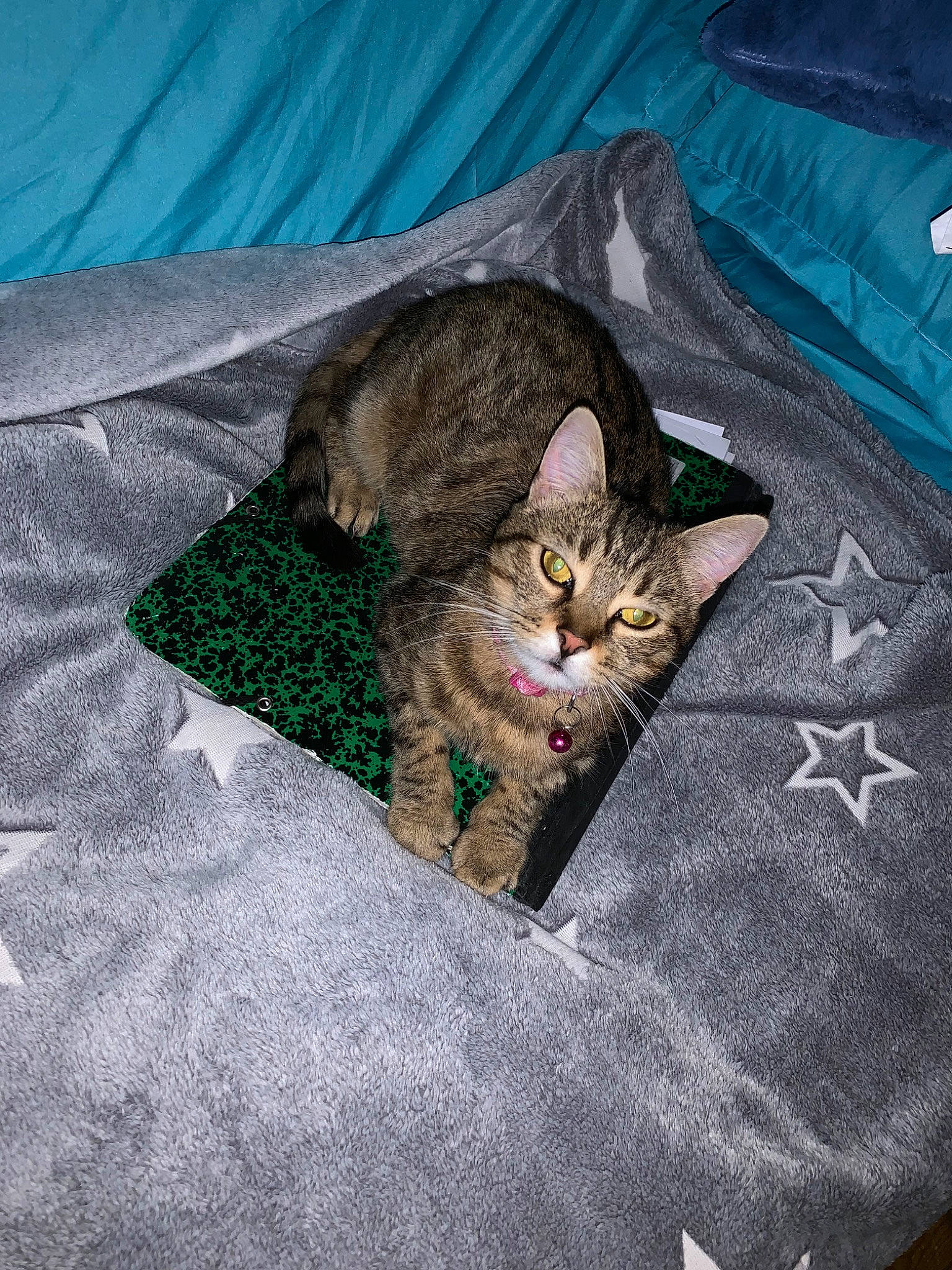 Nalla participe au concours pour gagner de l'argent avec cette photo : asian, bed_sheet, california_spangled, carnivore, cat, domestic_short_haired_cat, dragon_li, european_shorthair, felidae, fur, kitten, linens, nap, norwegian_forest_cat, ocicat, pixie_bob, sleep, small_to_medium_sized_cats, tabby_cat, whiskers