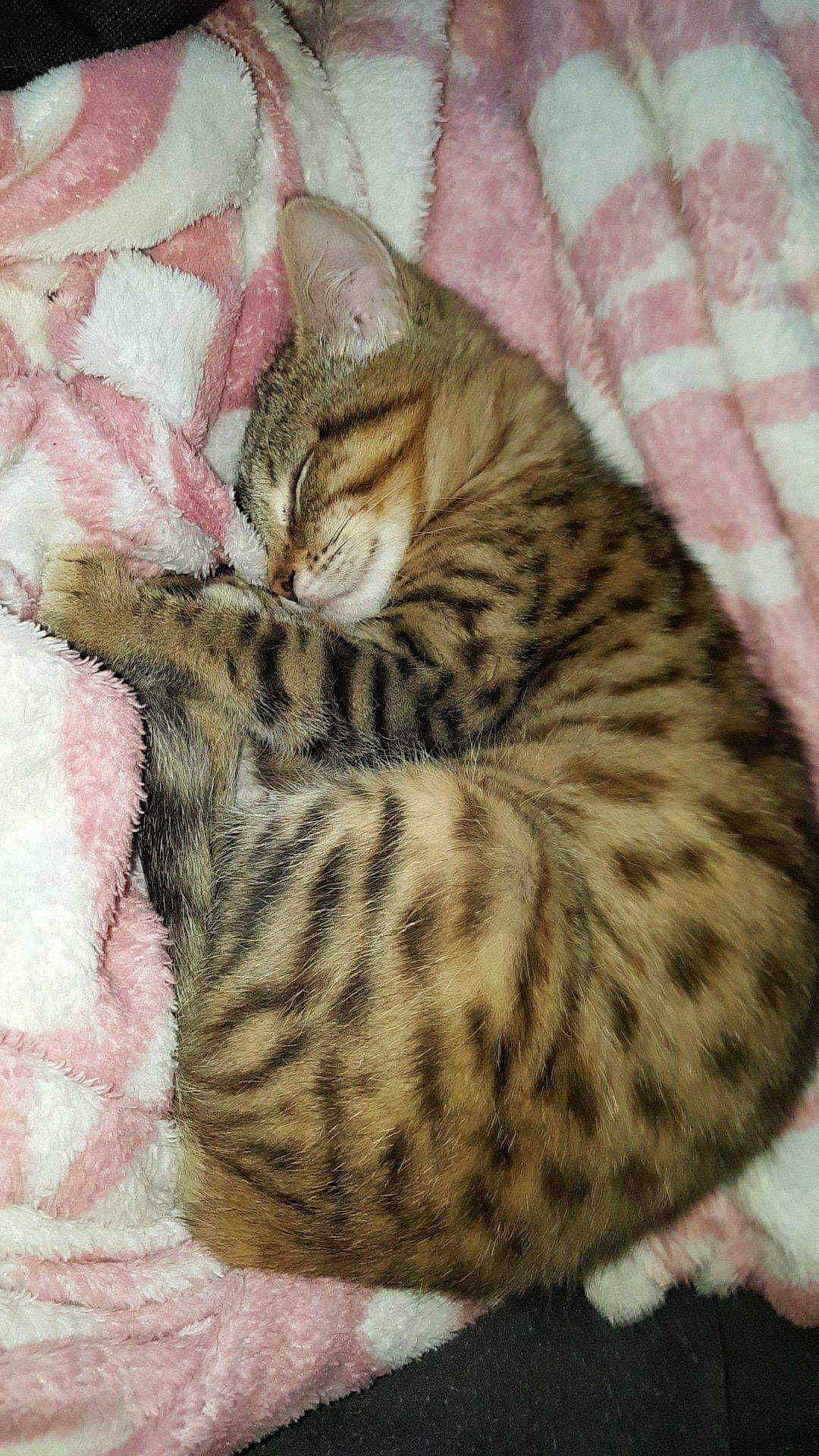 Nalla a rejoint le concours — aidez-le/la à gagner de superbes lots ! american_shorthair, asian, australian_mist, bengal, california_spangled, carnivore, cat, domestic_short_haired_cat, dragon_li, egyptian_mau, european_shorthair, felidae, kitten, mammal, ocicat, small_to_medium_sized_cats, tabby_cat, toyger, vertebrate, whiskers