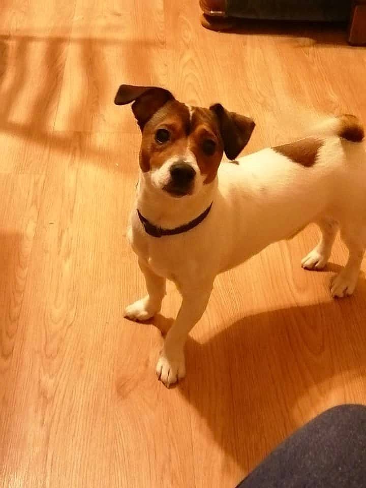 Prosper participe au concours pour gagner de l'argent avec cette photo : carnivore, collar, companion_dog, dog, dog_breed, fawn, floor, flooring, hardwood, irishjacks, laminate_flooring, paw, snout, tail, terrier, toy_dog, whiskers, wood, wood_flooring, working_animal