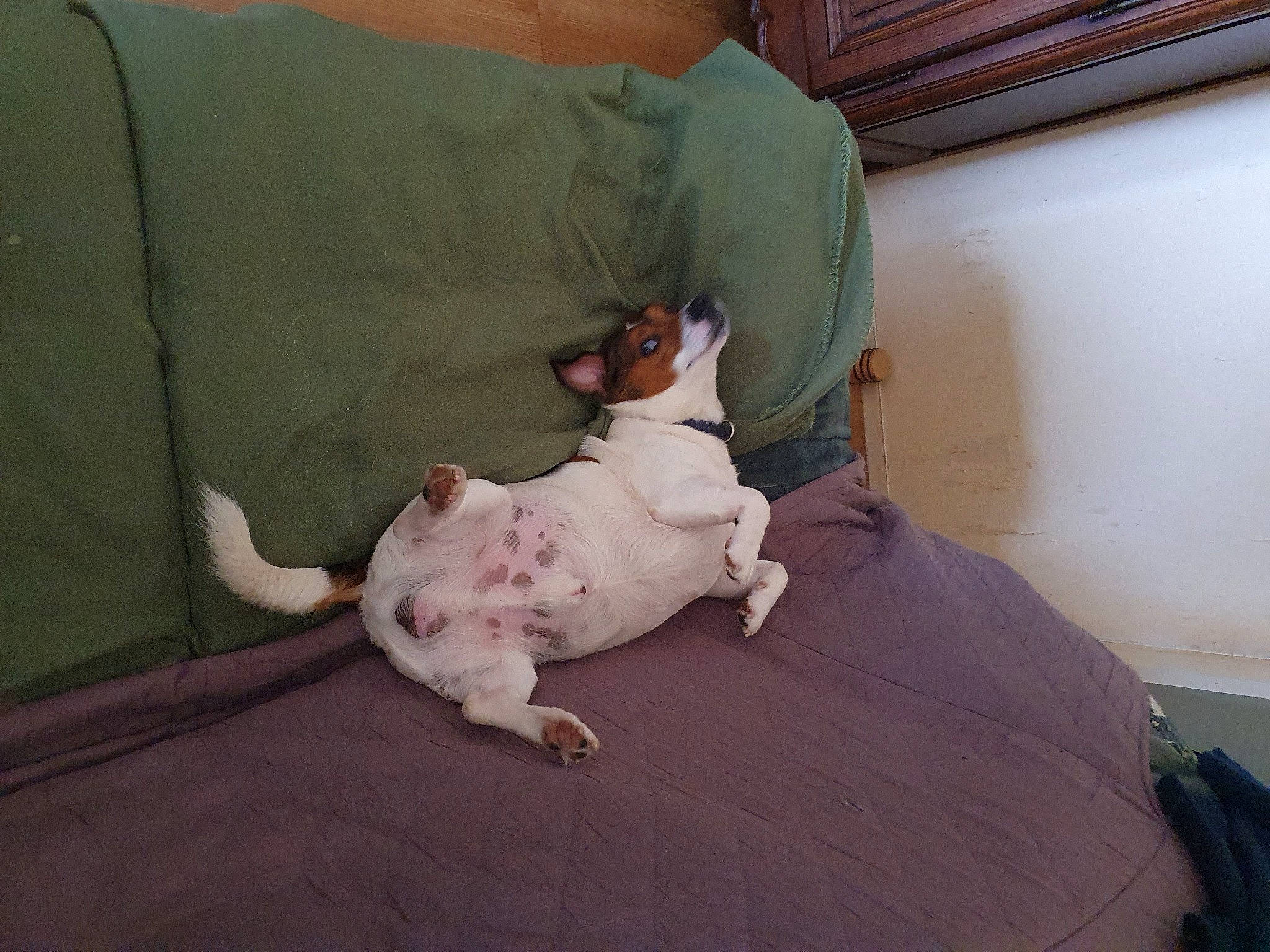 Prosper participe au concours pour gagner de l'argent avec cette photo : bedding, carnivore, child, comfort, companion_dog, couch, dog, dog_breed, fawn, felidae, flooring, hardwood, knee, linens, room, small_to_medium_sized_cats, snout, tail, toy_dog, wood