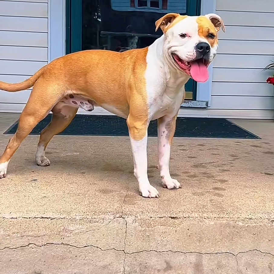 Bubbers is registered to the contest to win money with this photo: animal, bostonbull, boxer, bulldog, canine, dog, hound, person, pet, pitbull, puppy, walkingdog