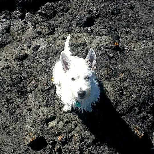 Baxter