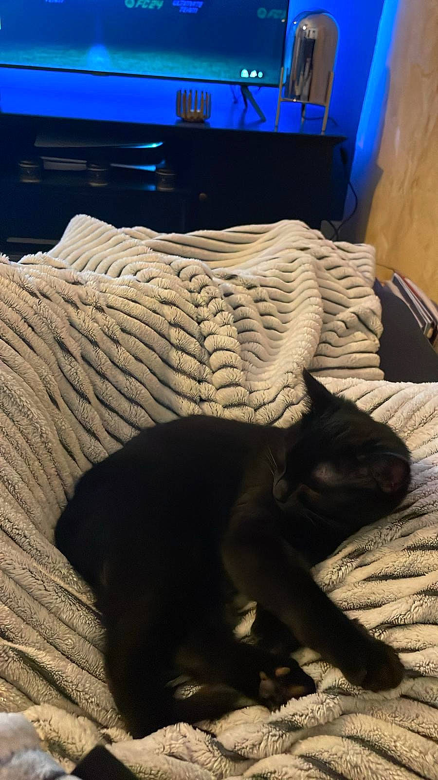 Ellie participe au concours pour gagner de l'argent avec cette photo : bed, bed_sheet, bedding, bedroom, carnivore, cat, comfort, felidae, floor, flooring, fur, hardwood, linens, mammal, small_to_medium_sized_cats, tail, television, vertebrate, whiskers, wood