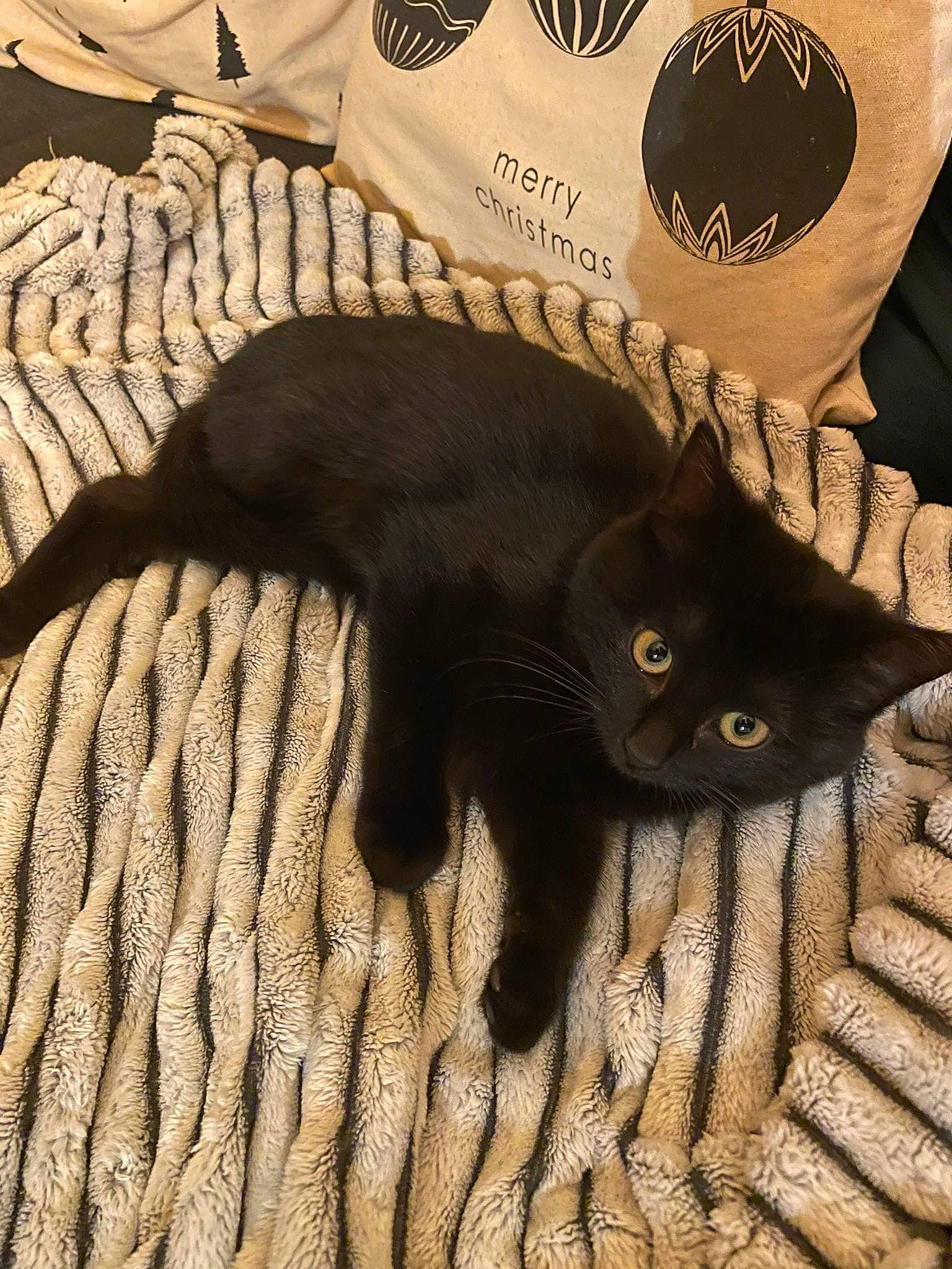 Ellie participe au concours pour gagner de l'argent avec cette photo : bag, black_cat, bombay, brown, carnivore, cat, comfort, domestic_short_haired_cat, fashion_accessory, felidae, fur, grey, linens, pattern, plant, small_to_medium_sized_cats, tail, textile, whiskers, wood