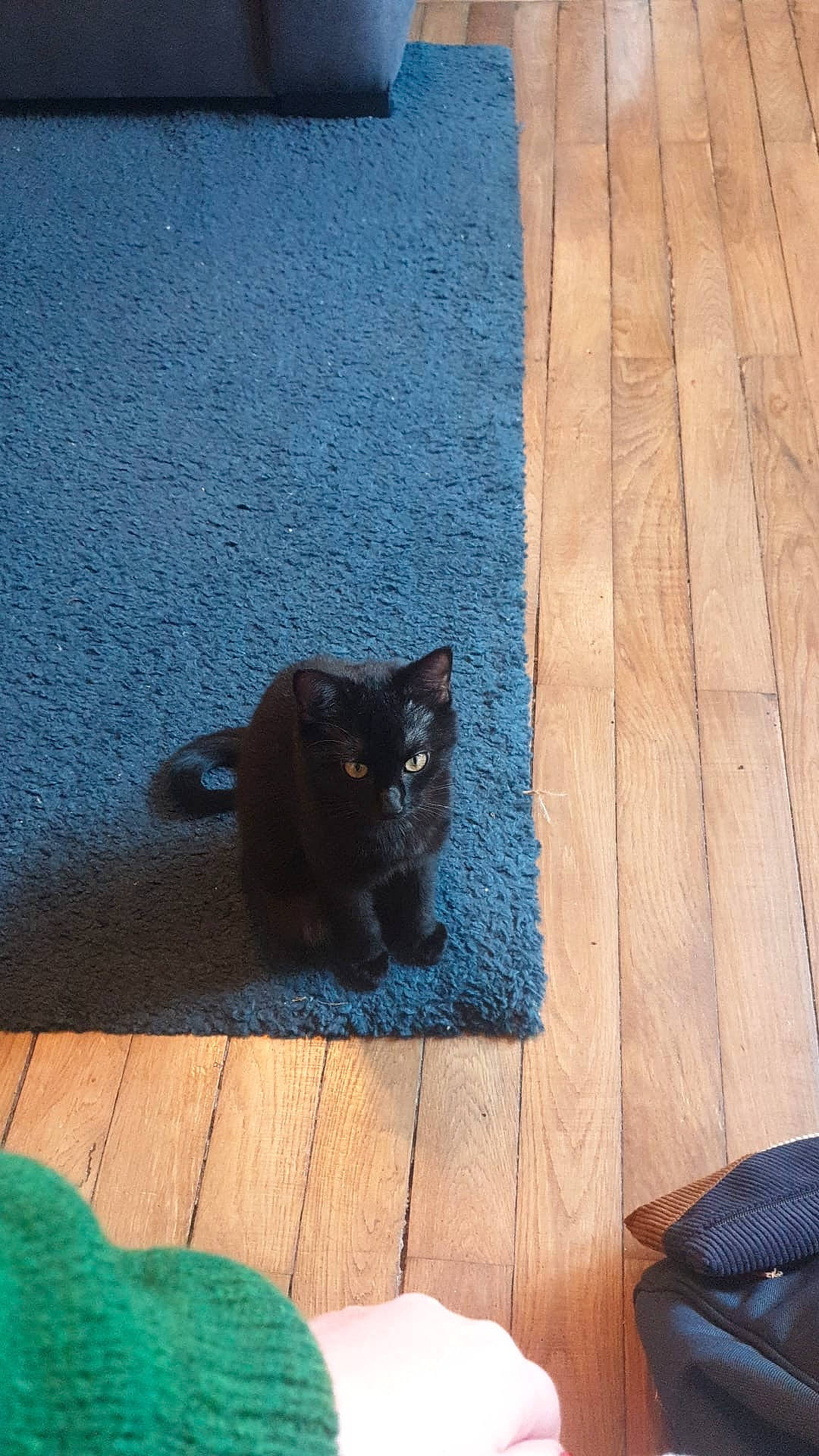 Ellie a rejoint le concours — aidez-le/la à gagner de superbes lots ! black_cat, bombay, carnivore, cat, domestic_short_haired_cat, electric_blue, felidae, floor, flooring, fur, grass, grey, hardwood, road_surface, small_to_medium_sized_cats, snout, tail, tints_and_shades, whiskers, wood