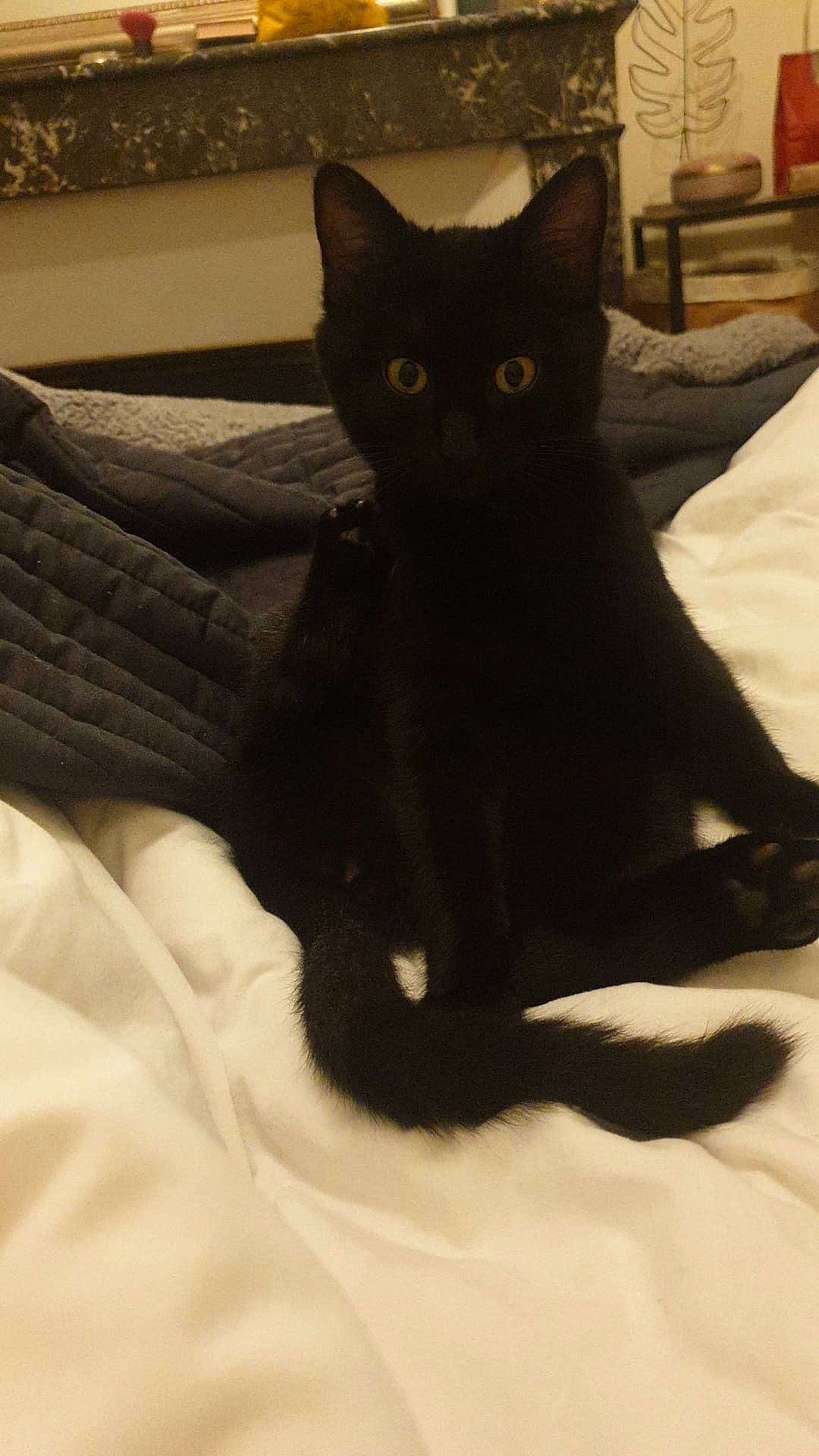 Ellie participe au concours pour gagner de l'argent avec cette photo : black_cat, bombay, carnivore, cat, cat_supply, claw, comfort, domestic_short_haired_cat, eye, felidae, fur, linens, shadow, sitting, small_to_medium_sized_cats, snout, tail, terrestrial_animal, tints_and_shades, whiskers