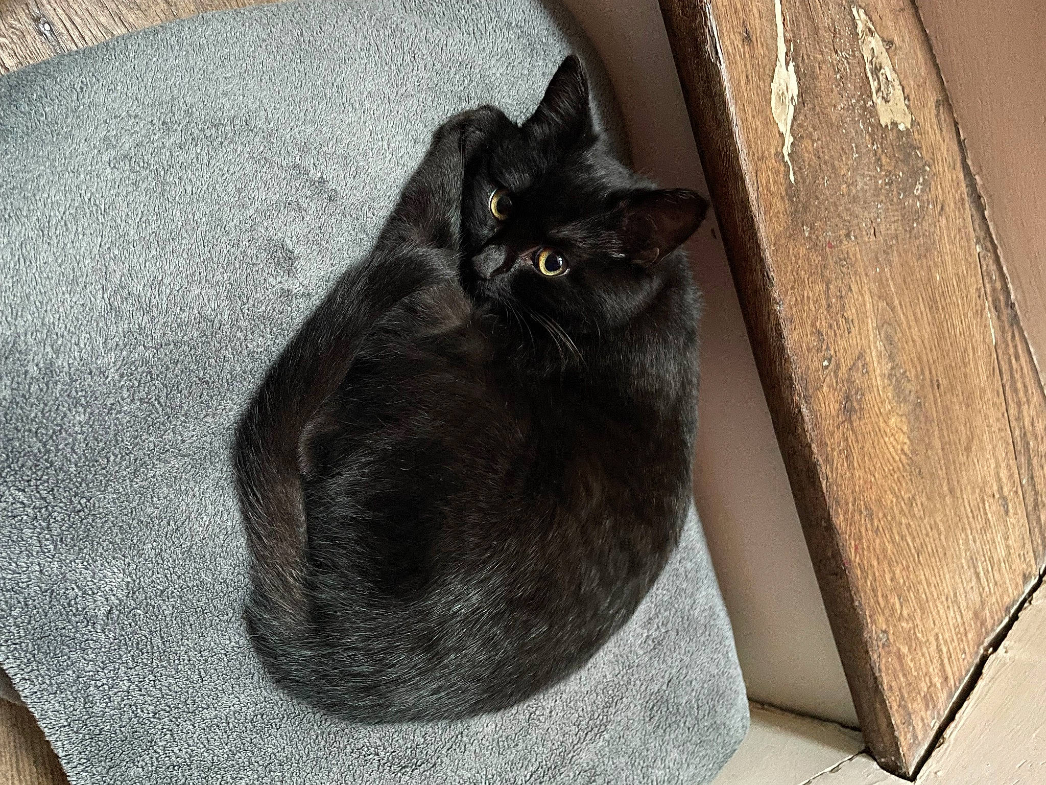 Ellie participe au concours pour gagner de l'argent avec cette photo : black_cat, bombay, box, carnivore, cat, cat_supply, comfort, domestic_short_haired_cat, felidae, floor, flooring, fur, grey, room, small_to_medium_sized_cats, snout, tail, whiskers, window, wood