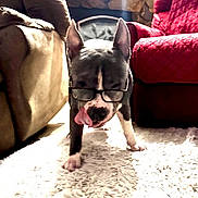 Professor Buddy joined the competition — help win amazing prizes! animal, brown_chair, canine, carpet, cozy, cute, dog, domestic, ears_up, front_paws, funny, furniture, glasses, indoor, living_room, pet, pet_accessory, red_chair, rug, tongue_out