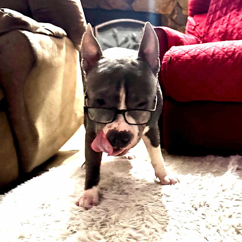 Professor Buddy