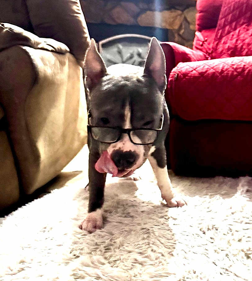 Professor Buddy