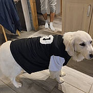 Orka a rejoint le concours — aidez-le/la à gagner de superbes lots ! dog, indoor, wooden_floor, clothing, black_jersey, white_dog, pet, canine, flooring, person_legs, socks, furniture, cabinet, home, domestic, animal, companion, standing, casual, background