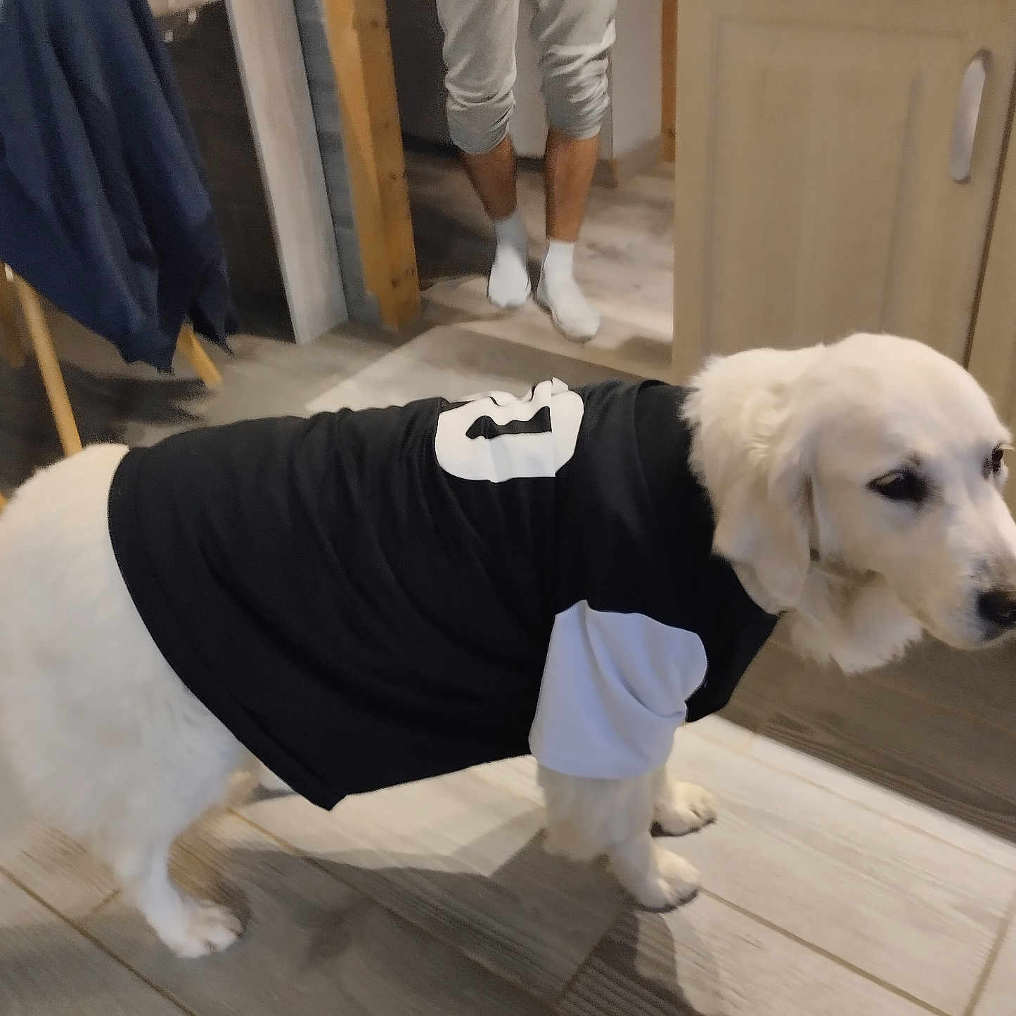 Orka a rejoint le concours — aidez-le/la à gagner de superbes lots ! dog, indoor, wooden_floor, clothing, black_jersey, white_dog, pet, canine, flooring, person_legs, socks, furniture, cabinet, home, domestic, animal, companion, standing, casual, background