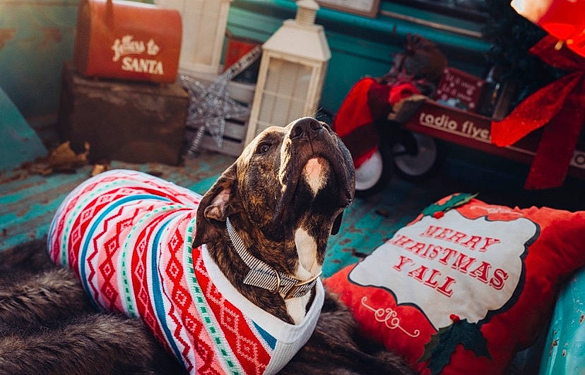 Brutus is registered to the contest to win money with this photo: canidae, carnivore, christmas, christmas_eve, dog, dog_breed, holiday, non_sporting_group, puppy, sporting_group