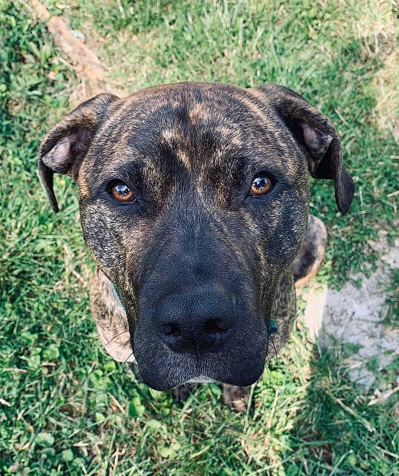 Brutus joined the competition — help win amazing prizes! alano_espanol, alaunt, canidae, carnivore, catahoula_bulldog, cimarron_uruguayo, dog, dog_breed, dogo_sardesco, grass, mammal, mountain_cur, non_sporting_group, plott_hound, rare_breed_dog, snout, sporting_group, treeing_tennessee_brindle, vertebrate, whiskers