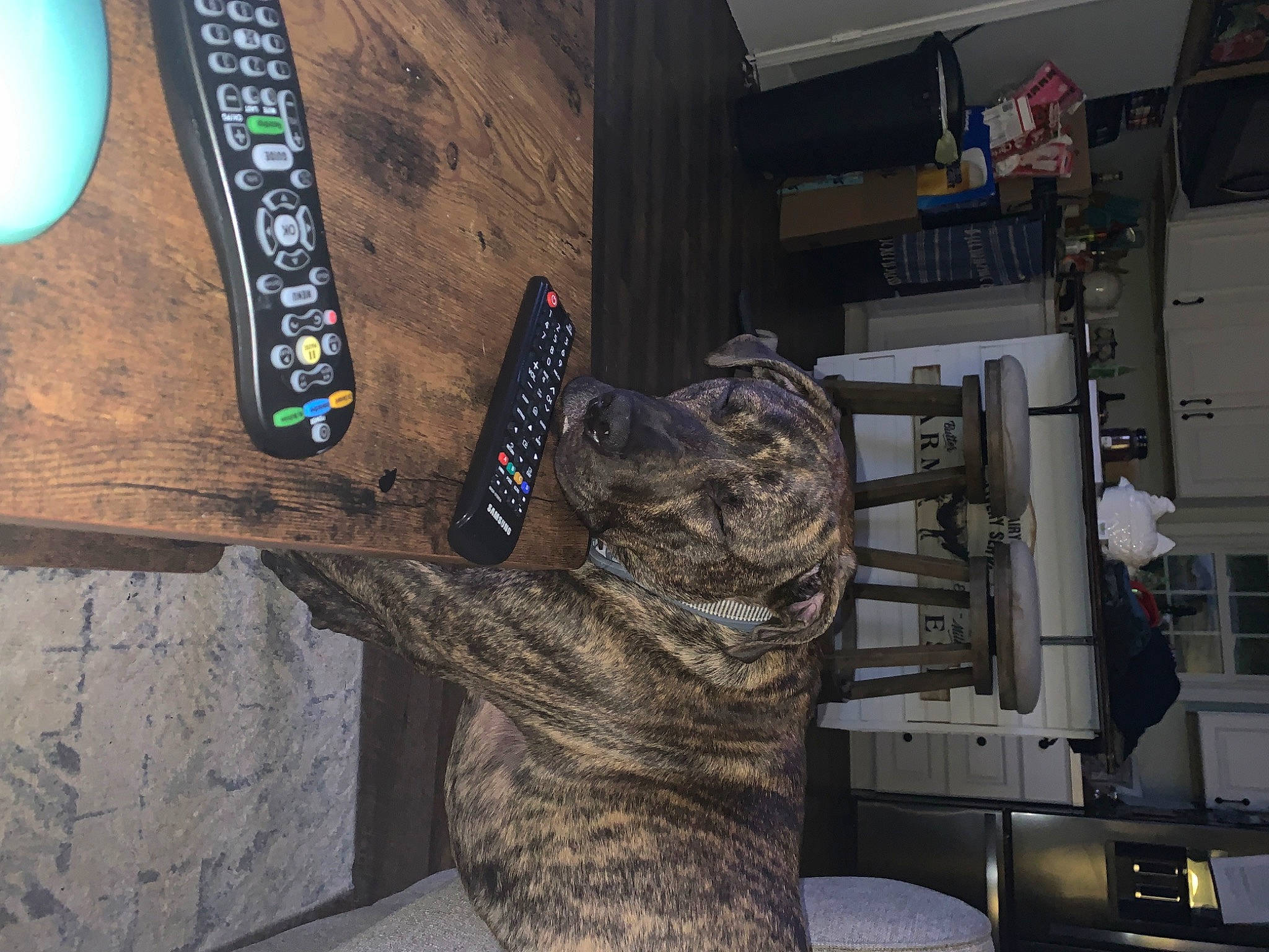 Brutus is registered to the contest to win money with this photo: military_camouflage, tree