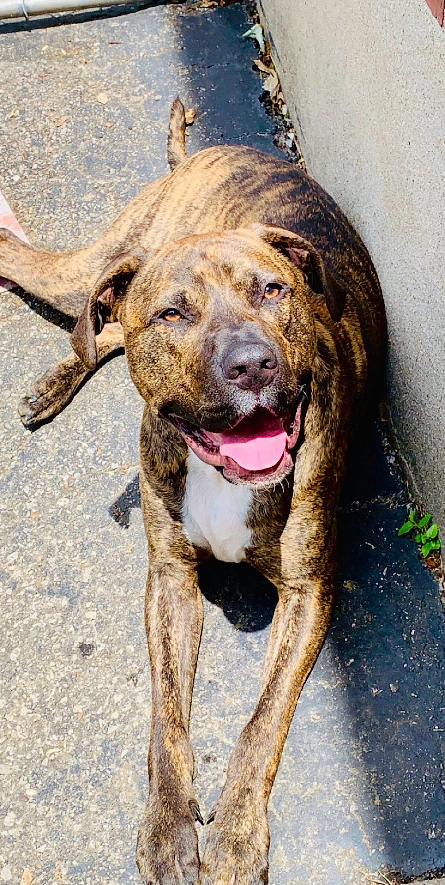 Brutus is registered to the contest to win money with this photo: alano_espanol, alaunt, american_pit_bull_terrier, american_staffordshire_terrier, canidae, carnivore, cimarron_uruguayo, dog, dog_breed, fawn, great_dane, mammal, non_sporting_group, perro_de_presa_canario, pit_bull, plott_hound, snout, sporting_group, street_dog, vertebrate