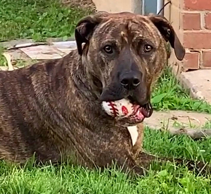 Brutus is registered to the contest to win money with this photo: alaunt, american_pit_bull_terrier, bandog, canidae, carnivore, catahoula_bulldog, cimarron_uruguayo, dog, dog_breed, grass, mammal, mountain_cur, non_sporting_group, perro_de_presa_canario, perro_de_presa_mallorquin, rare_breed_dog, snout, sporting_group, treeing_tennessee_brindle, vertebrate